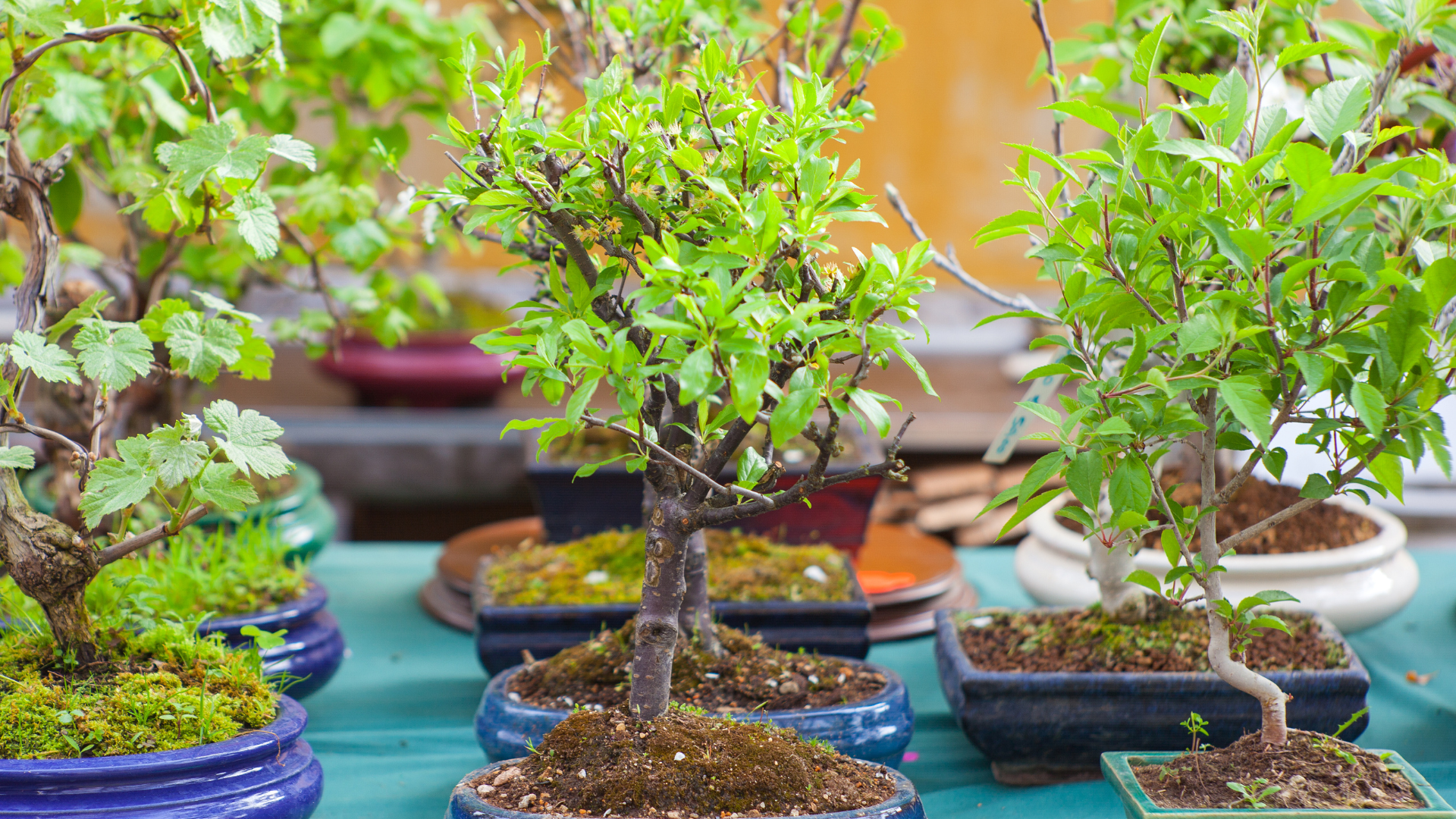 Bonsai Trees for Beginners UK: Complete Guide 2025  Savvy+