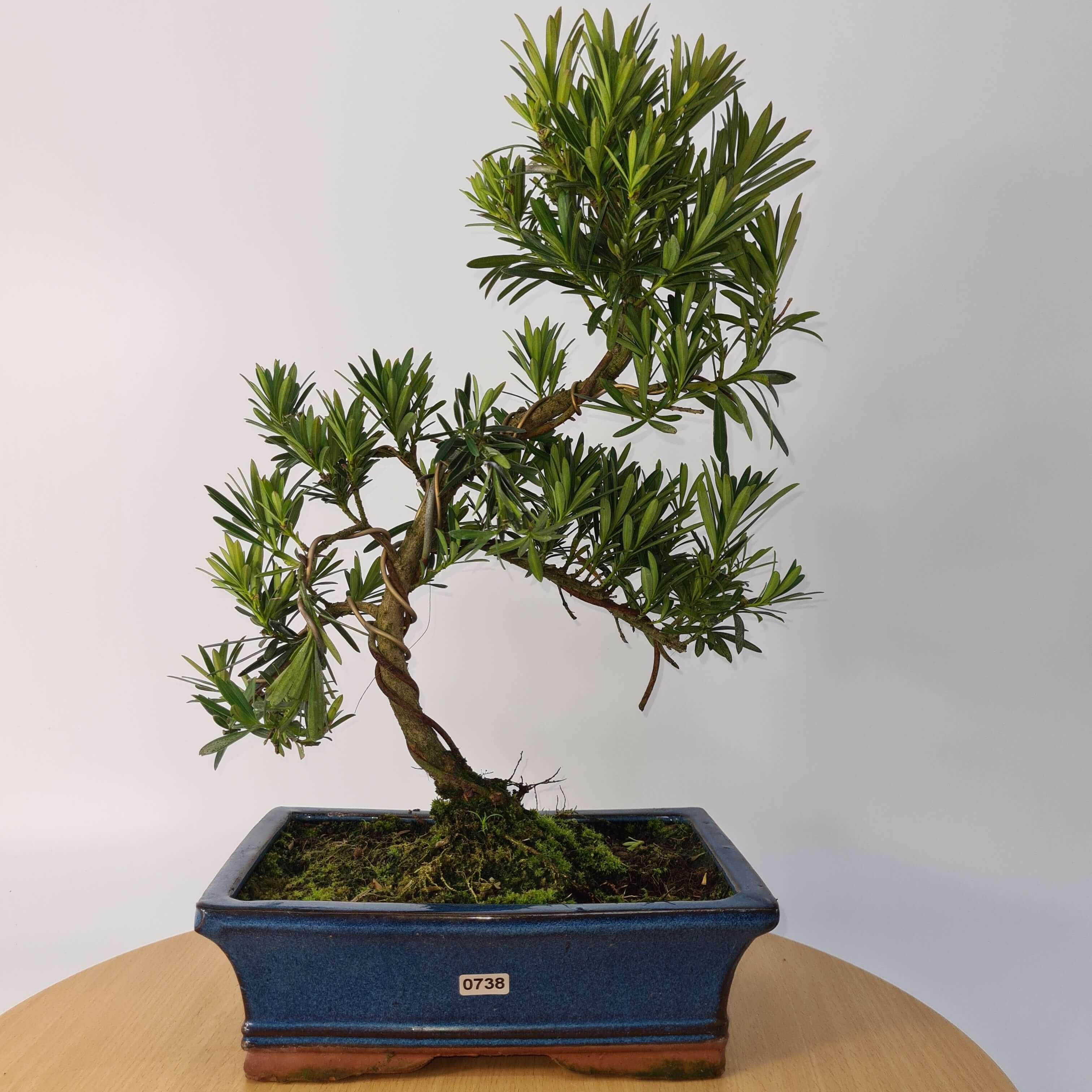 Buddhist Pine (Podocarpus Micro) Bonsai Tree | Shaped | In 30cm Pot
