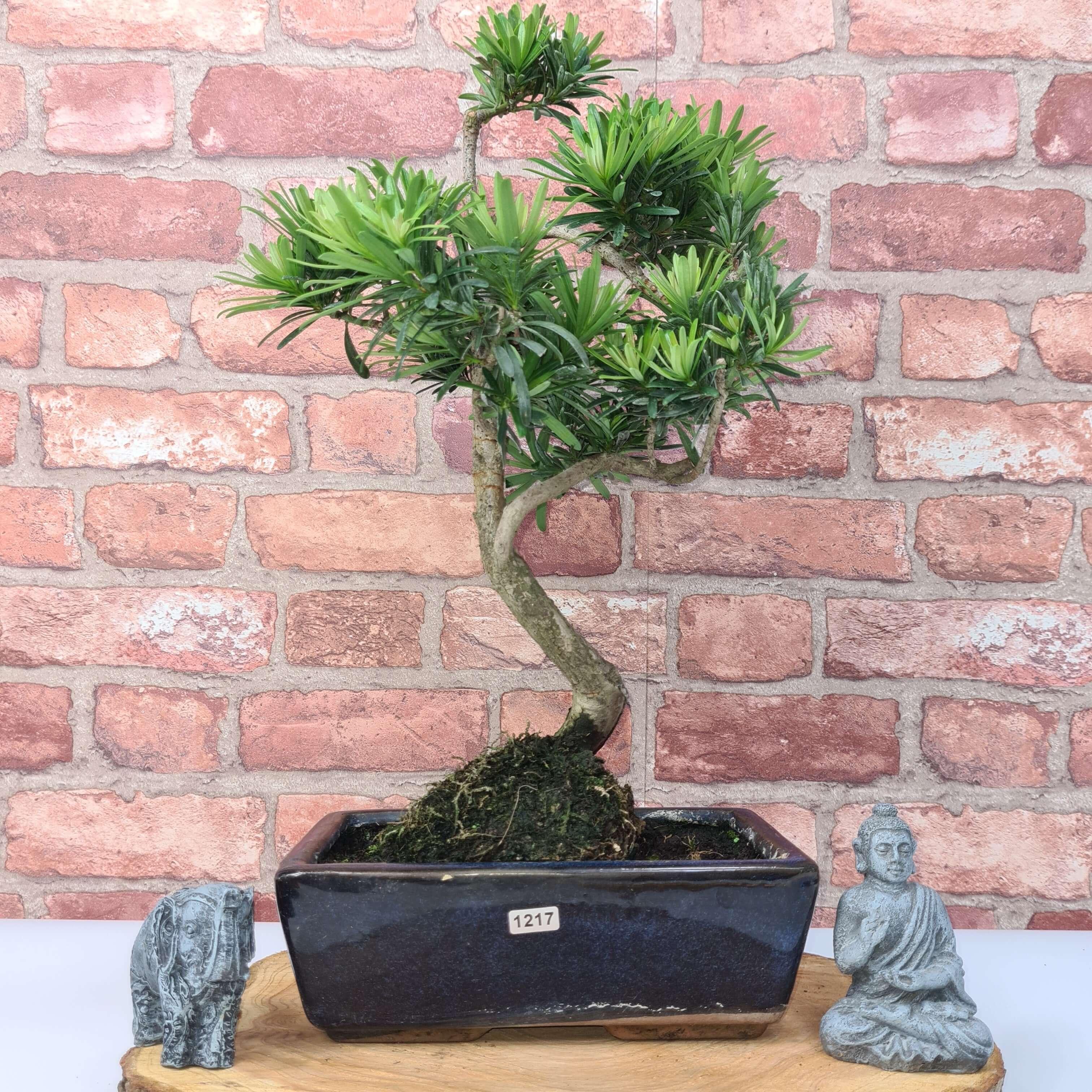 Buddhist Pine (Podocarpus Micro) Bonsai Tree | Shaped | In 30cm Pot