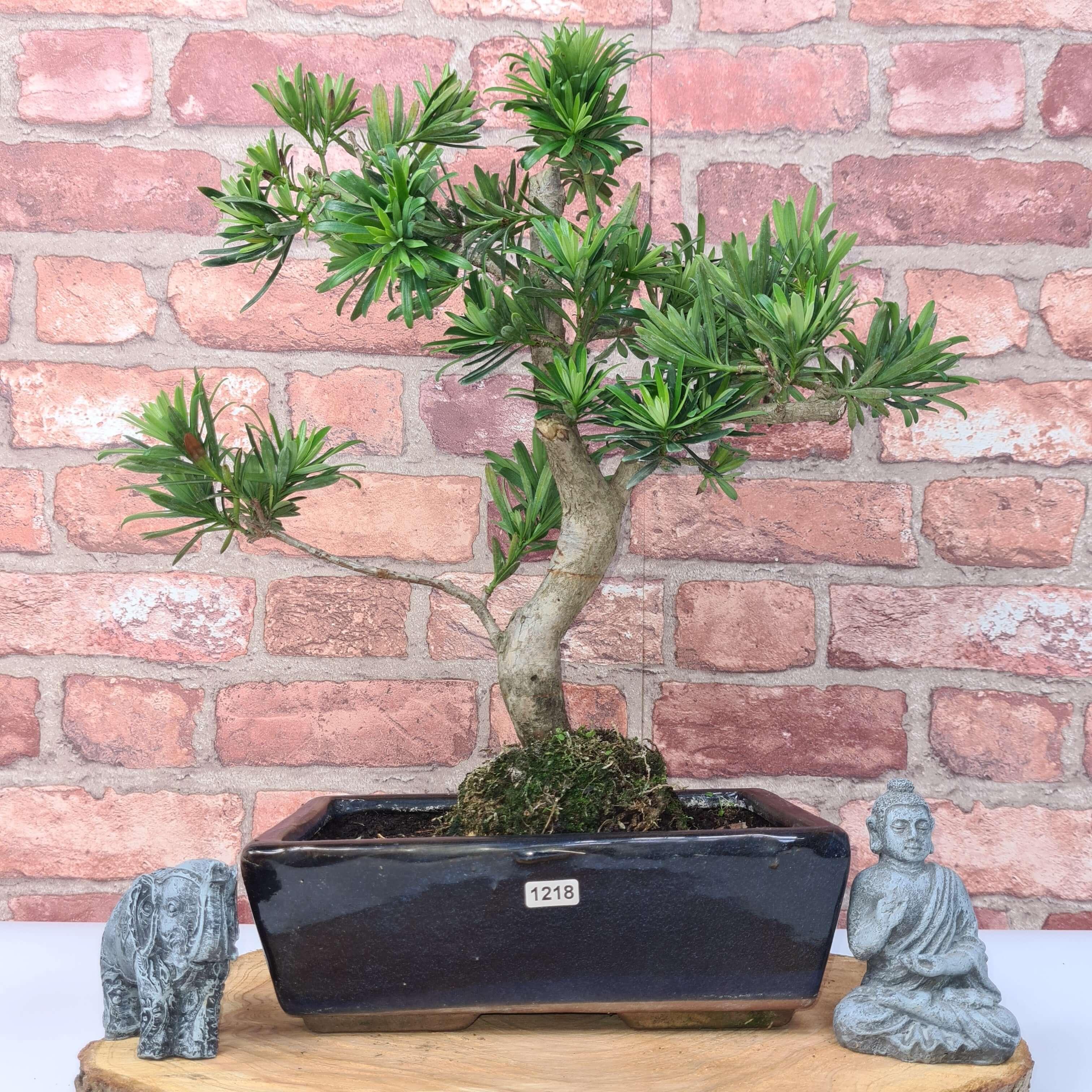 Buddhist Pine (Podocarpus Micro) Bonsai Tree | Shaped | In 30cm Pot