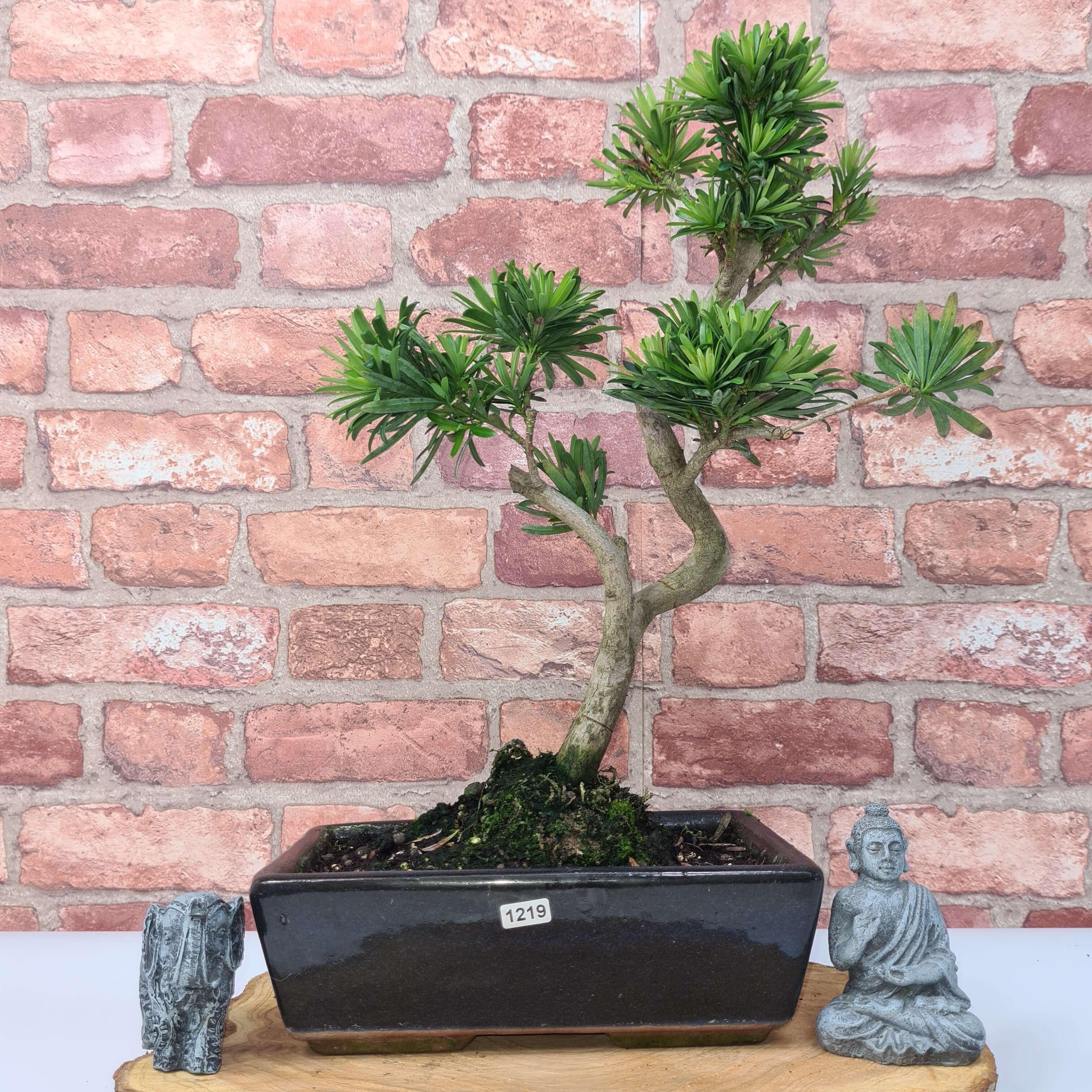 Buddhist Pine (Podocarpus Micro) Bonsai Tree | Shaped | In 30cm Pot
