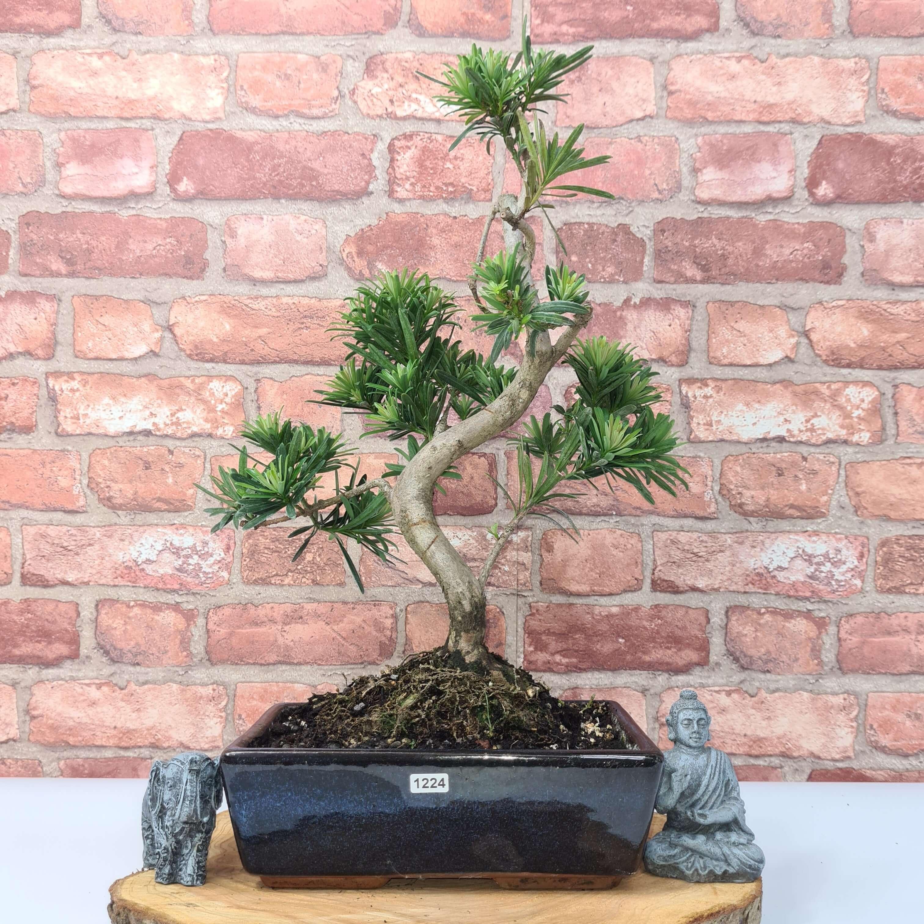 Buddhist Pine (Podocarpus Micro) Bonsai Tree | Shaped | In 30cm Pot