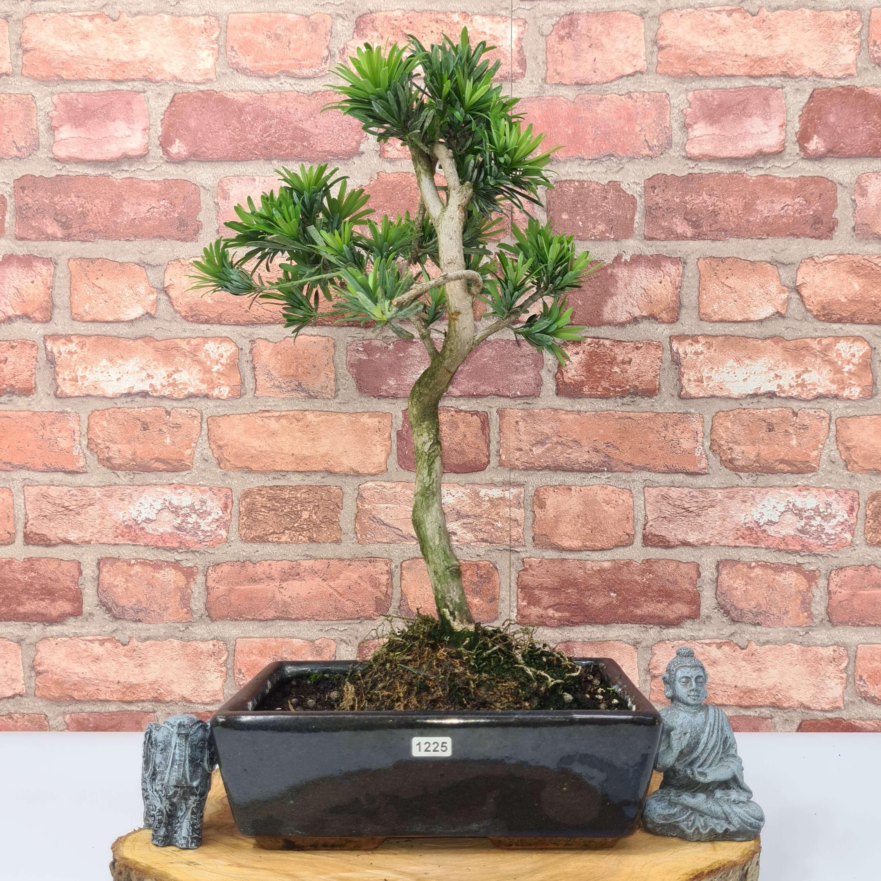 Buddhist Pine (Podocarpus Micro) Bonsai Tree | Shaped | In 30cm Pot