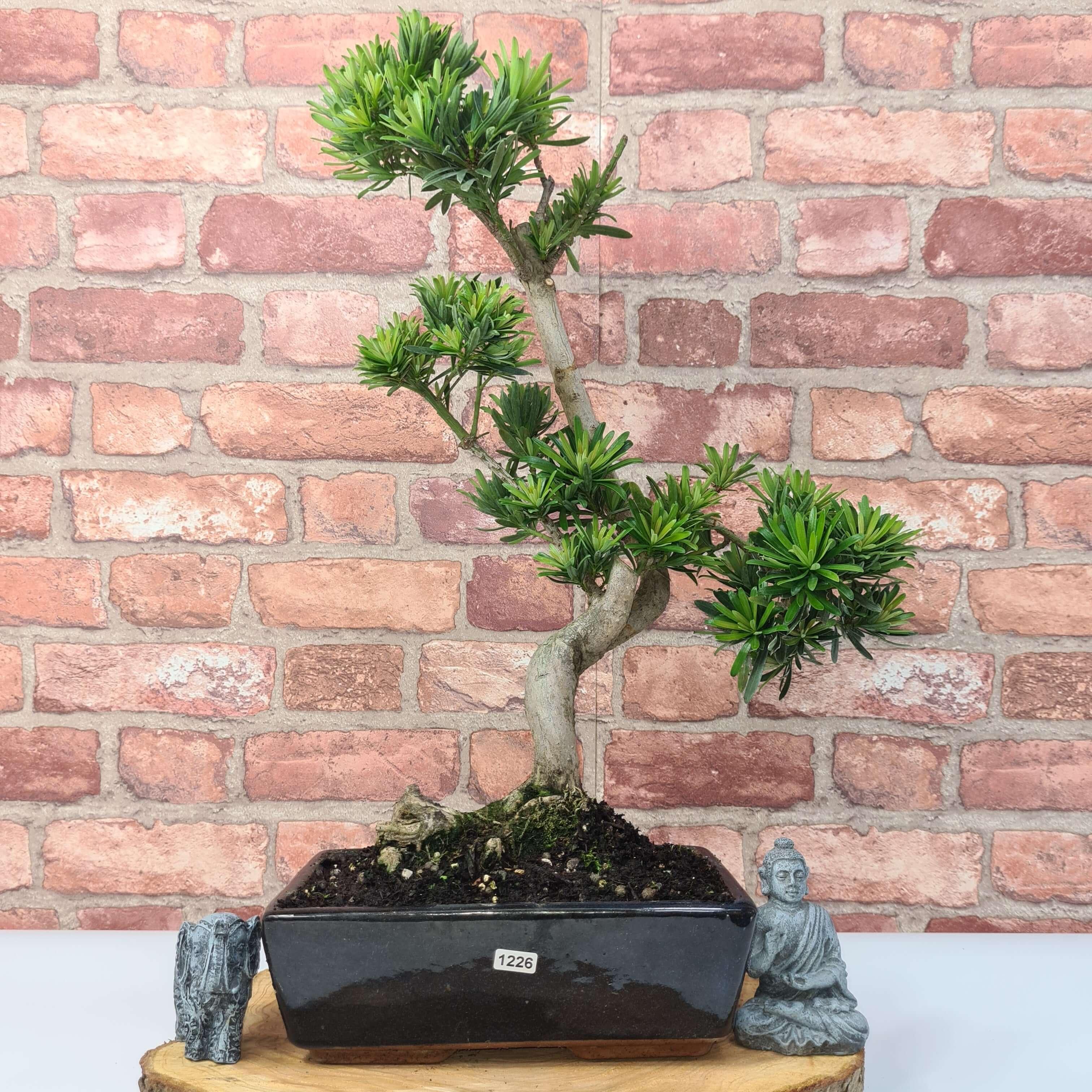 Buddhist Pine (Podocarpus Micro) Bonsai Tree | Shaped | In 30cm Pot