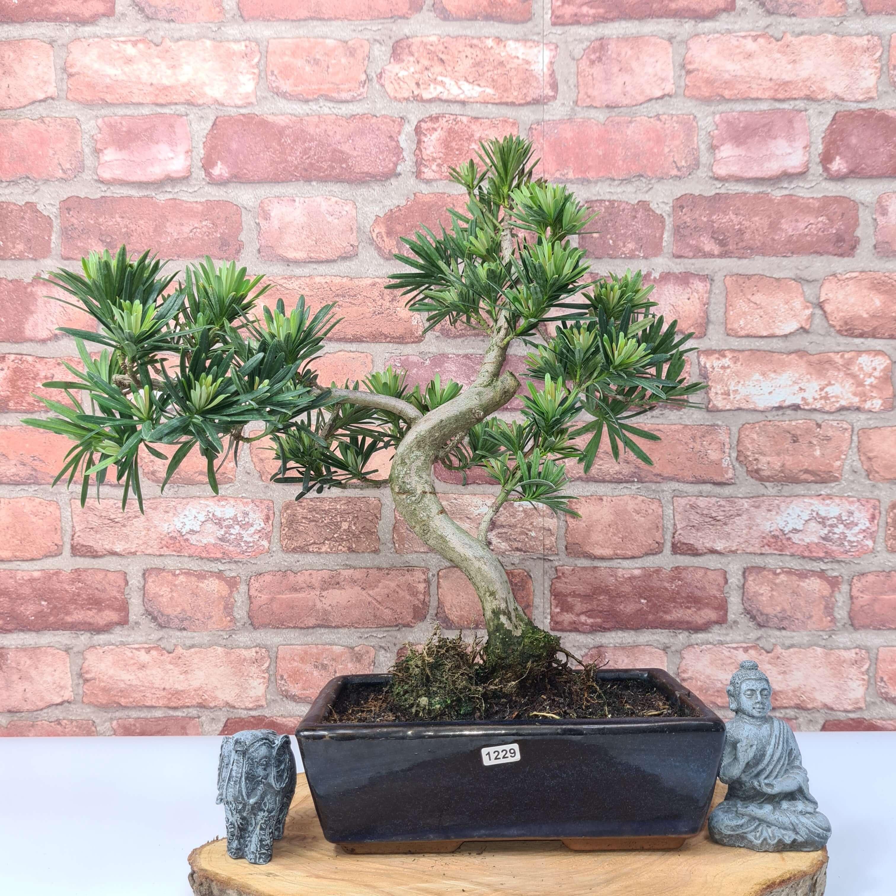 Buddhist Pine (Podocarpus Micro) Bonsai Tree | Shaped | In 30cm Pot