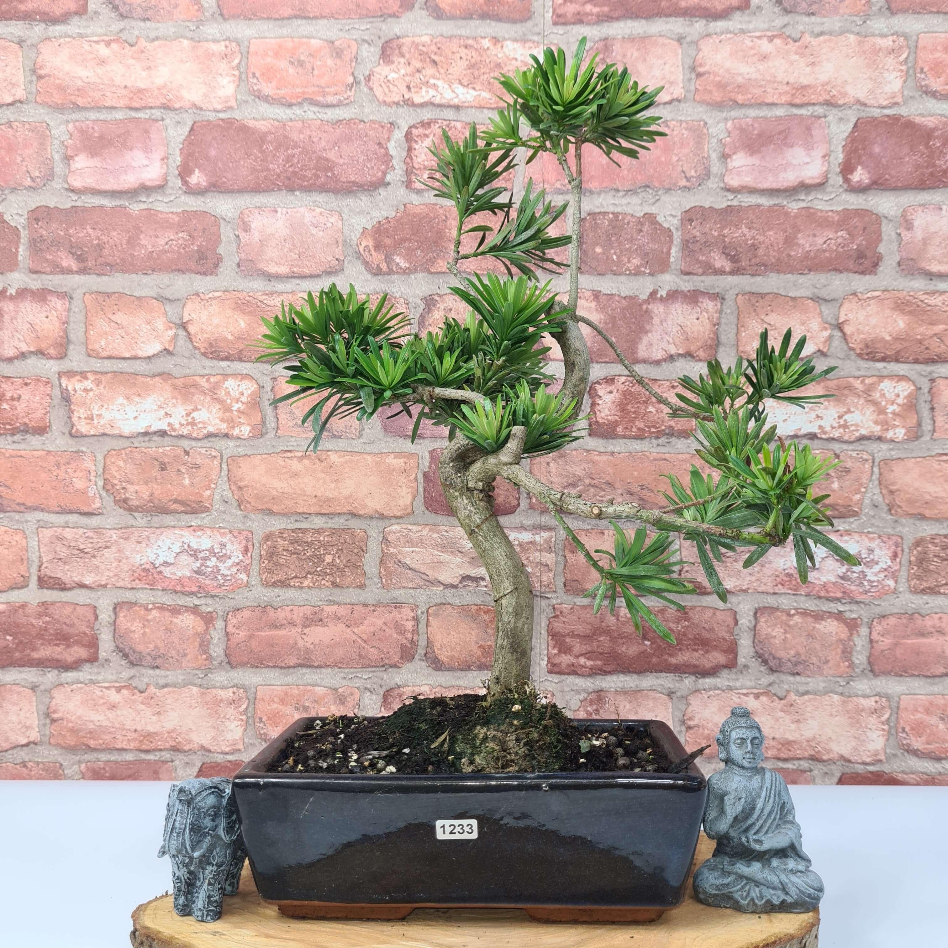 Buddhist Pine (Podocarpus Micro) Bonsai Tree | Shaped | In 30cm Pot