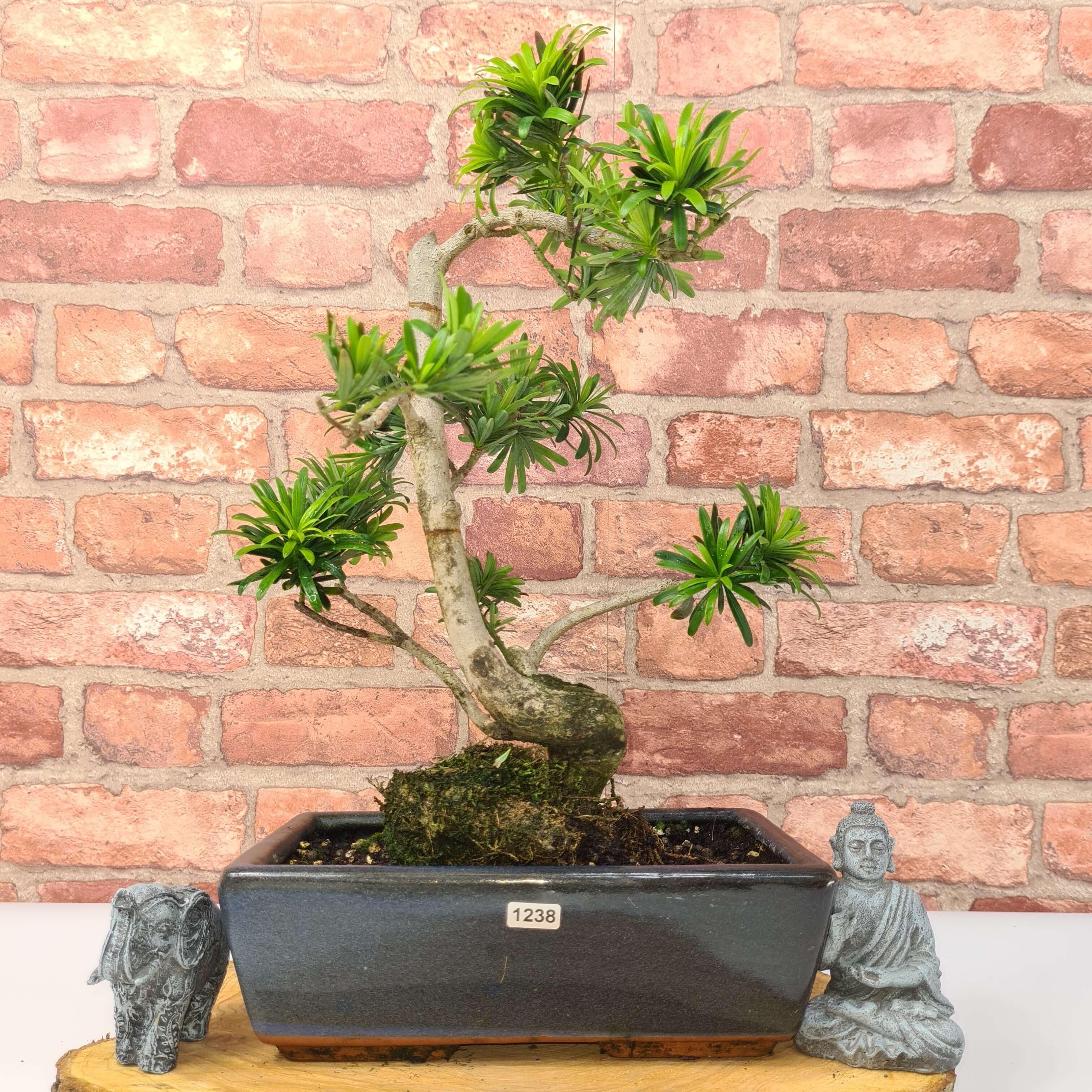 Buddhist Pine (Podocarpus Micro) Bonsai Tree | Shaped | In 30cm Pot
