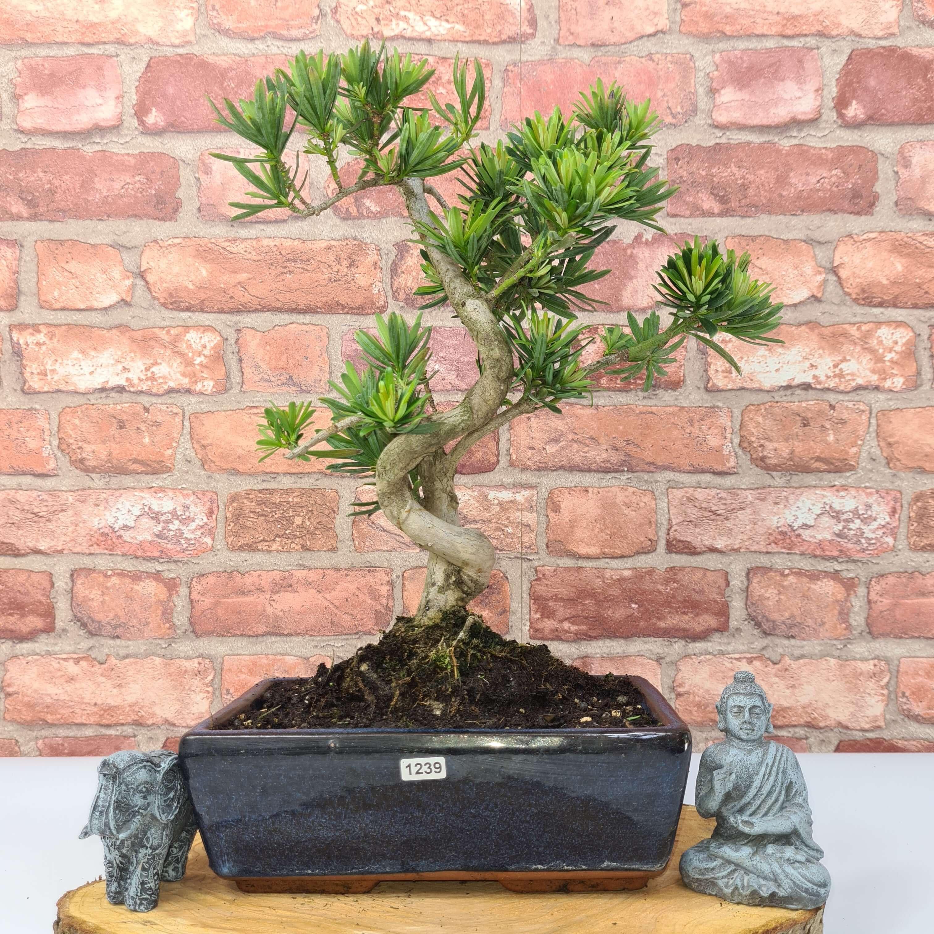 Buddhist Pine (Podocarpus Micro) Bonsai Tree | Shaped | In 30cm Pot