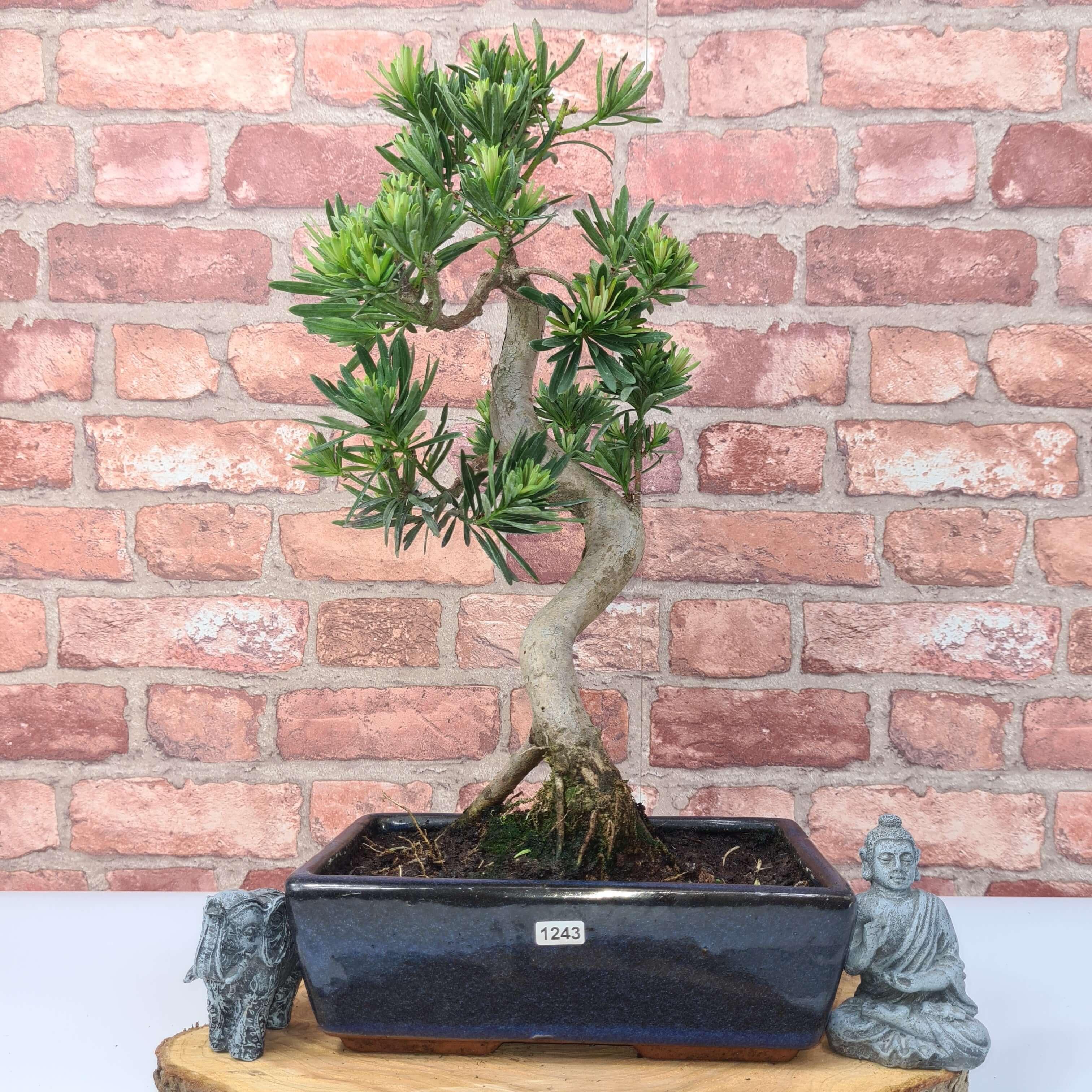 Buddhist Pine (Podocarpus Micro) Bonsai Tree | Shaped | In 30cm Pot