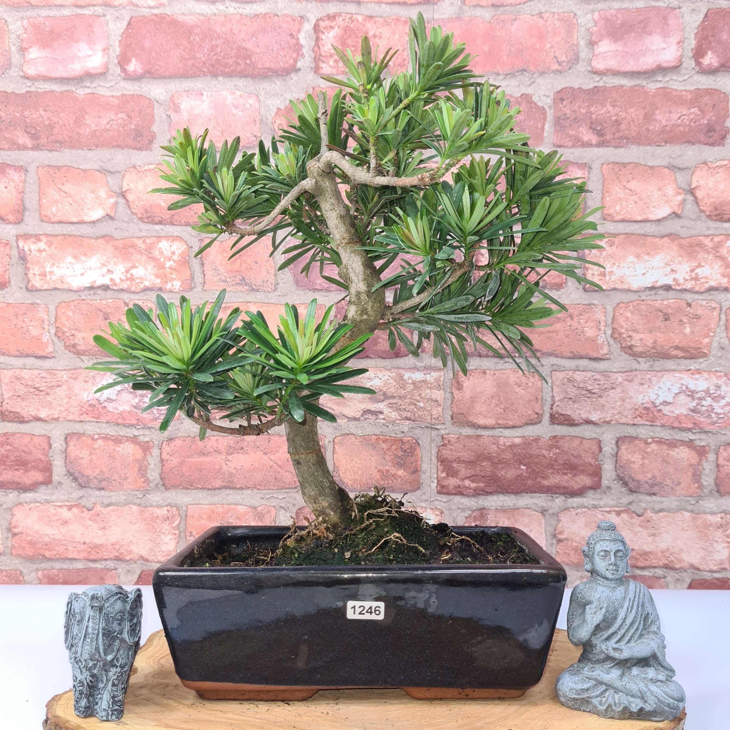 Buddhist Pine (Podocarpus Micro) Bonsai Tree | Shaped | In 30cm Pot