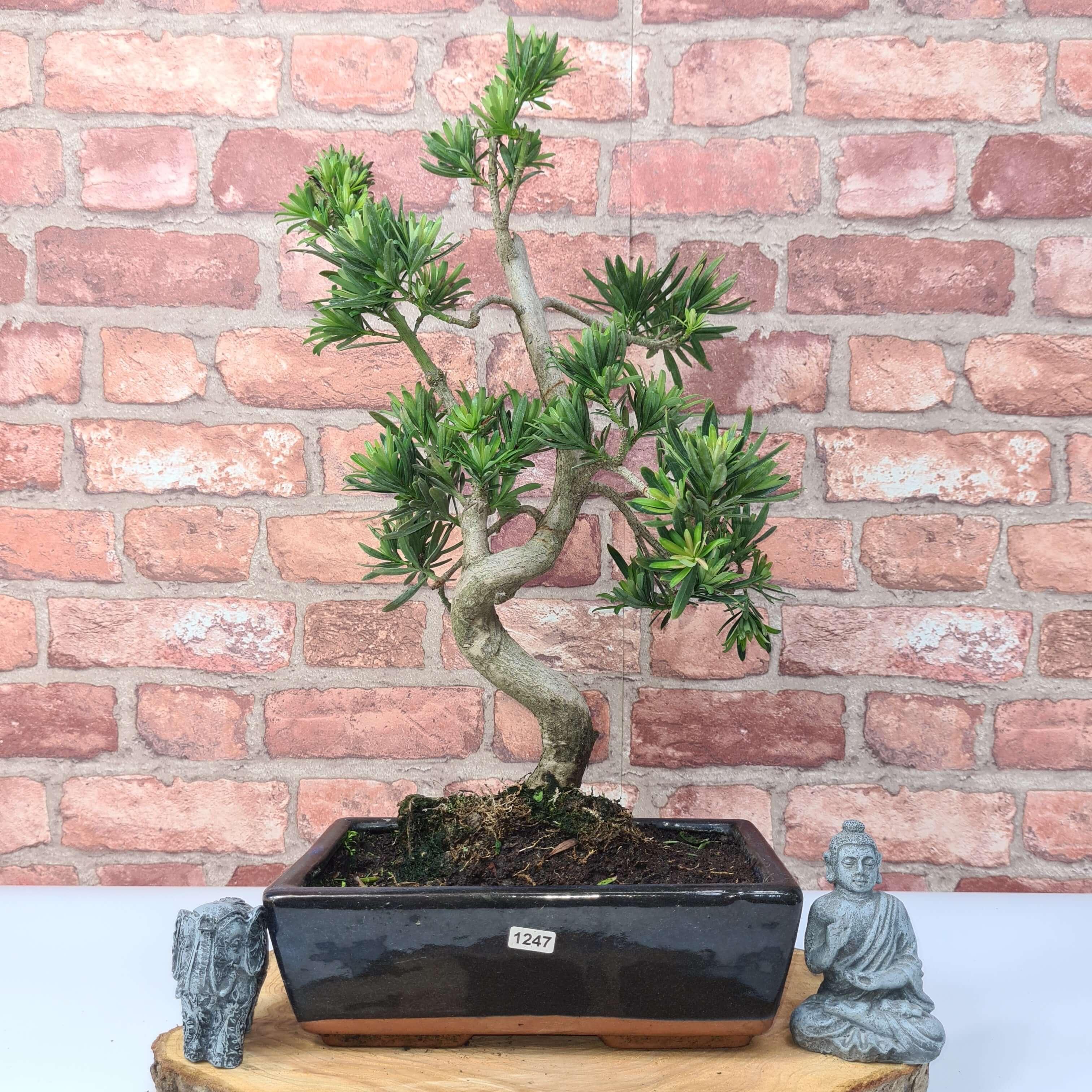 Buddhist Pine (Podocarpus Micro) Bonsai Tree | Shaped | In 30cm Pot