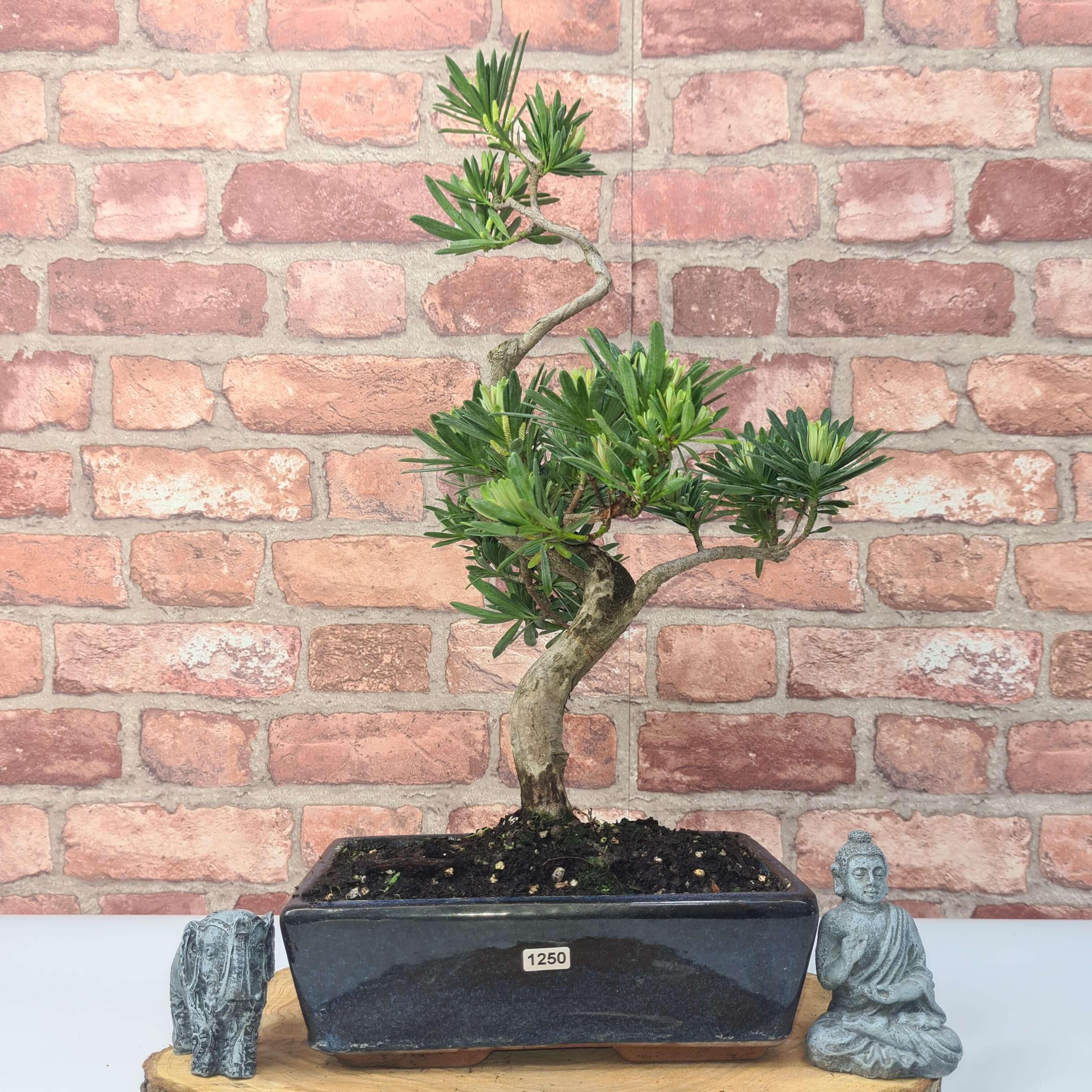 Buddhist Pine (Podocarpus Micro) Bonsai Tree | Shaped | In 30cm Pot