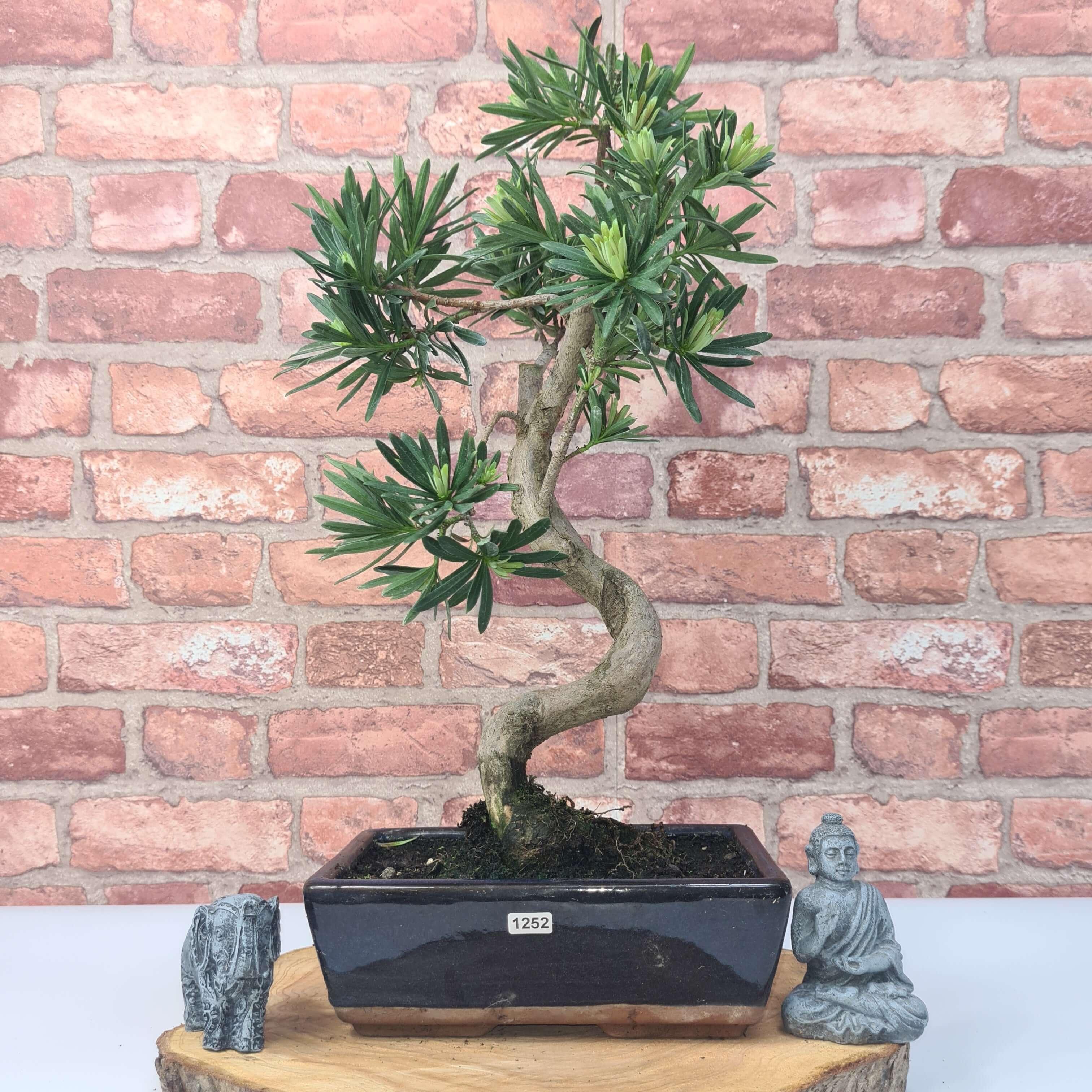 Buddhist Pine (Podocarpus Micro) Bonsai Tree | Shaped | In 30cm Pot