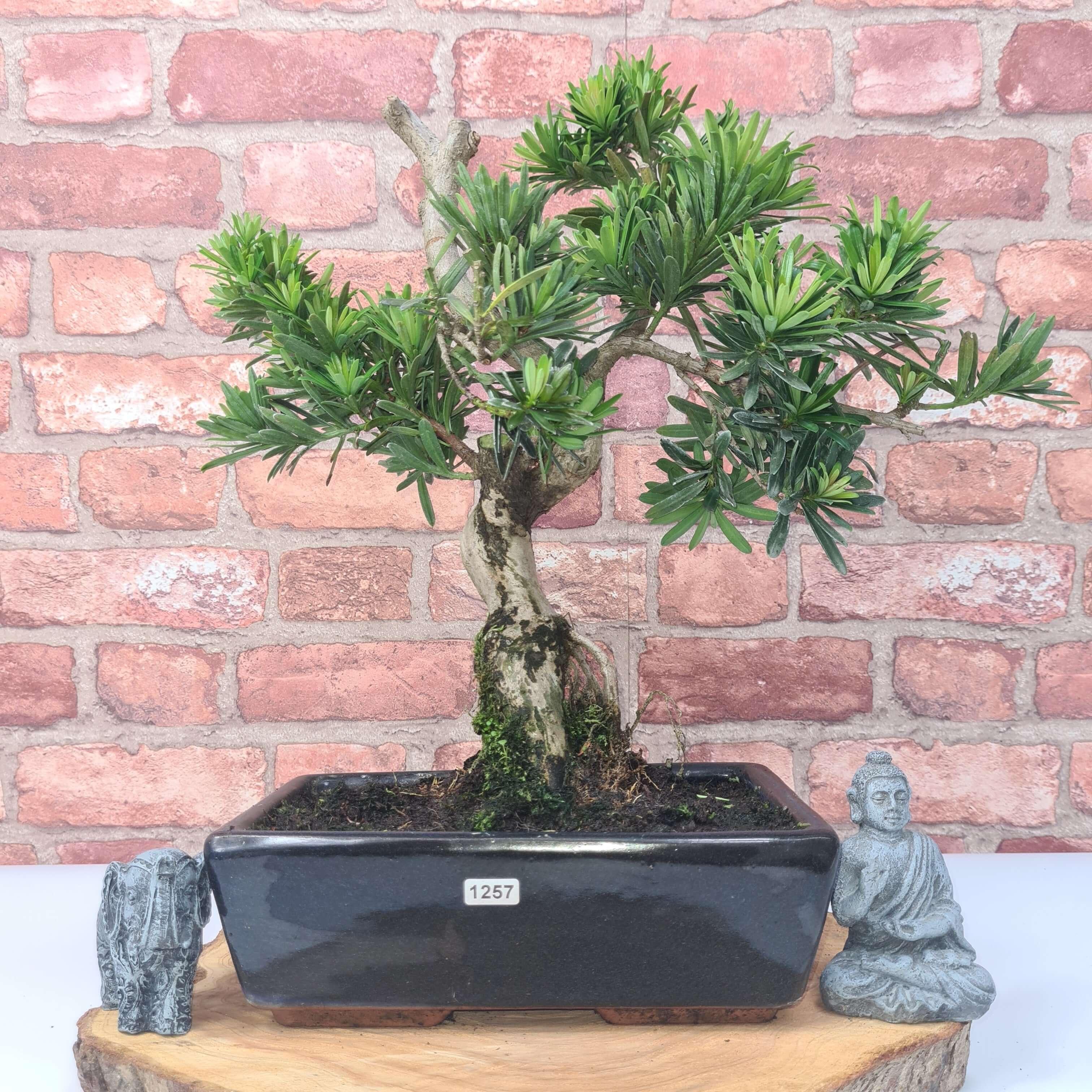 Buddhist Pine (Podocarpus Micro) Bonsai Tree | Shaped | In 30cm Pot