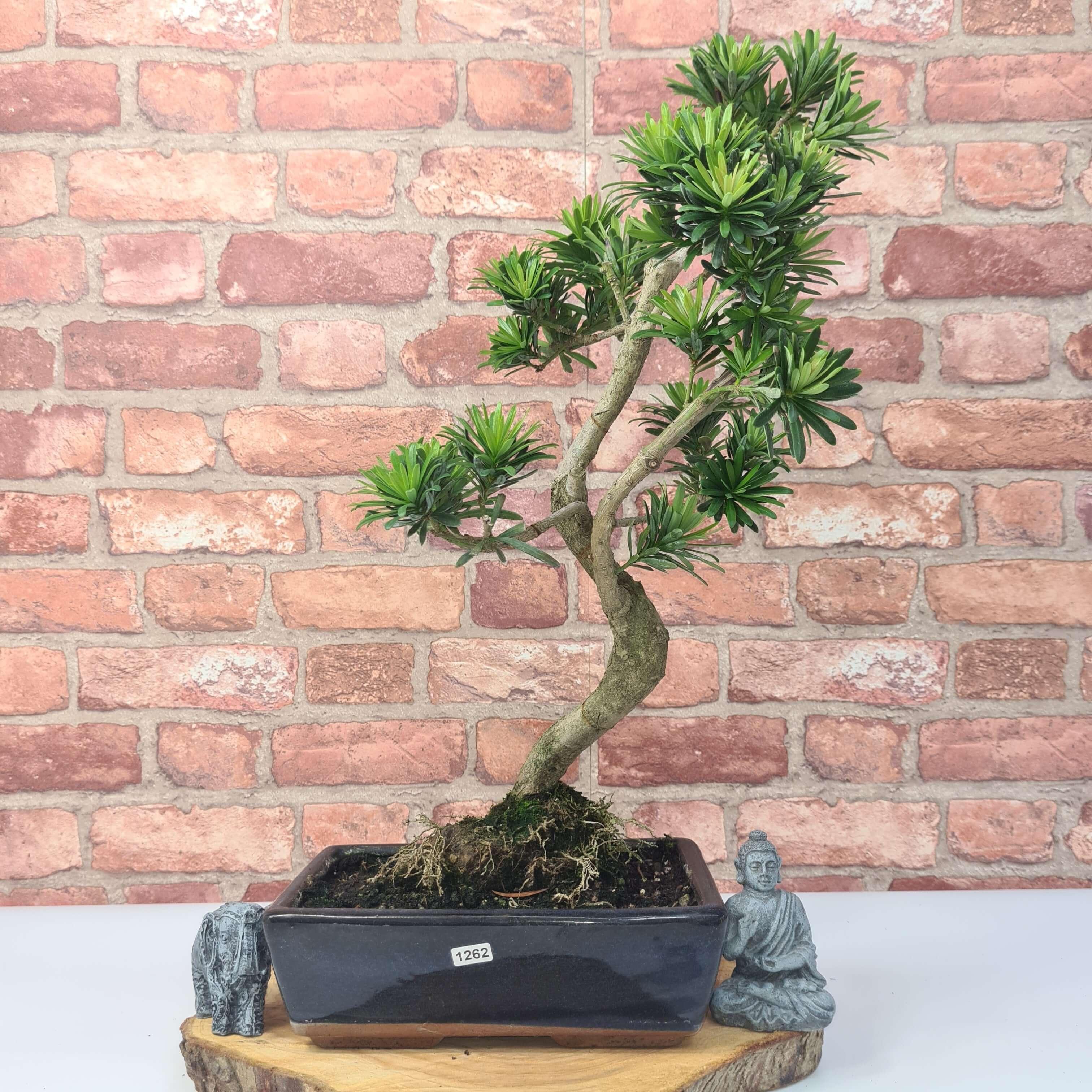 Buddhist Pine (Podocarpus Micro) Bonsai Tree | Shaped | In 30cm Pot