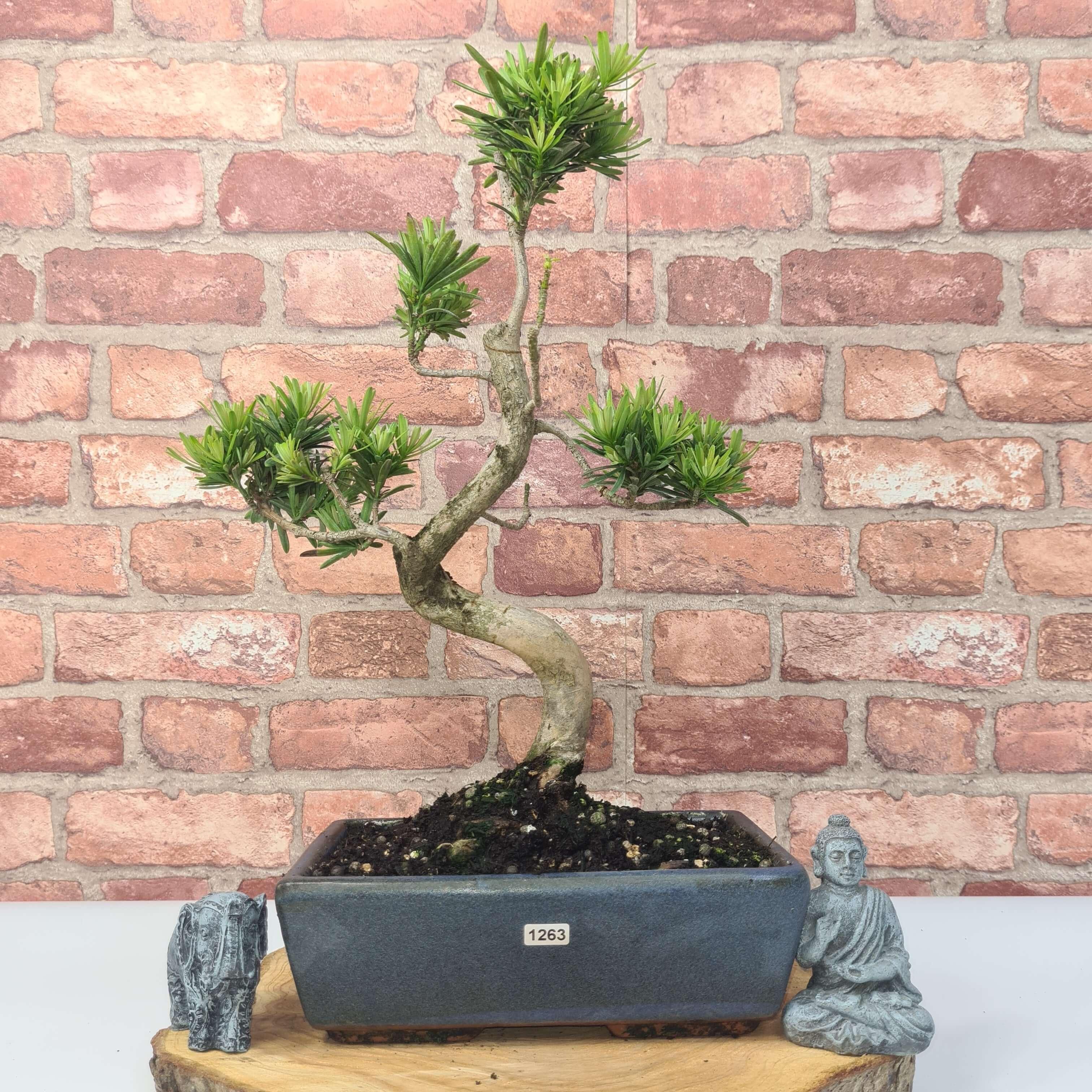 Buddhist Pine (Podocarpus Micro) Bonsai Tree | Shaped | In 30cm Pot