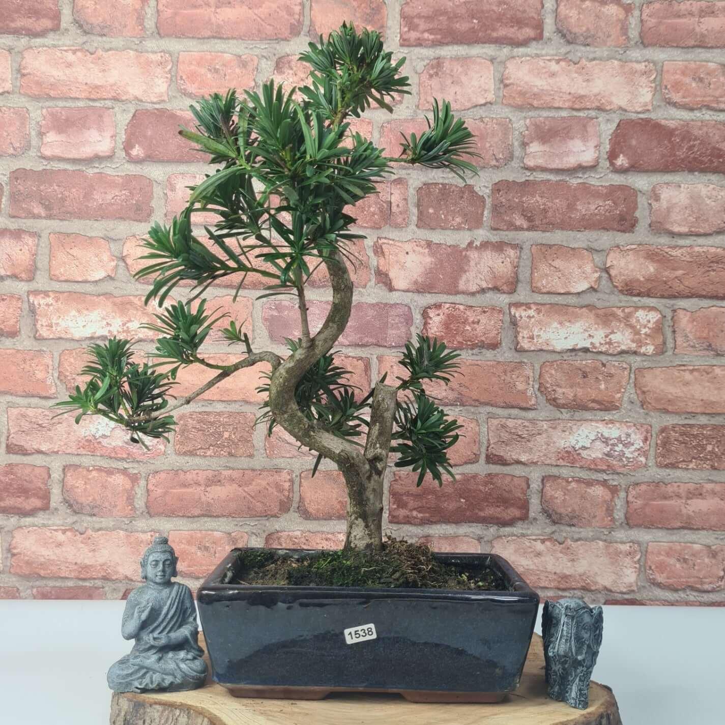 Buddhist Pine (Podocarpus Micro) Bonsai Tree | Shaped | In 30cm Pot