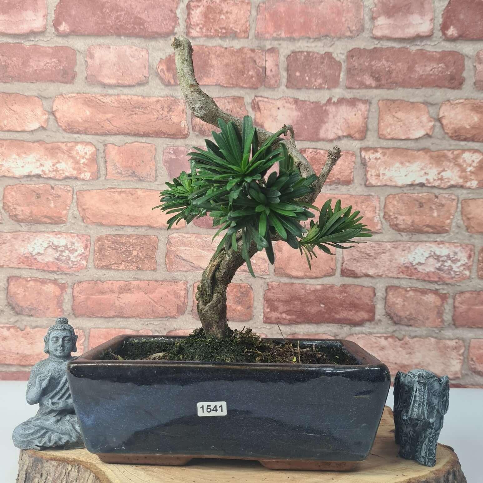 Buddhist Pine (Podocarpus Micro) Bonsai Tree | Shaped | In 30cm Pot