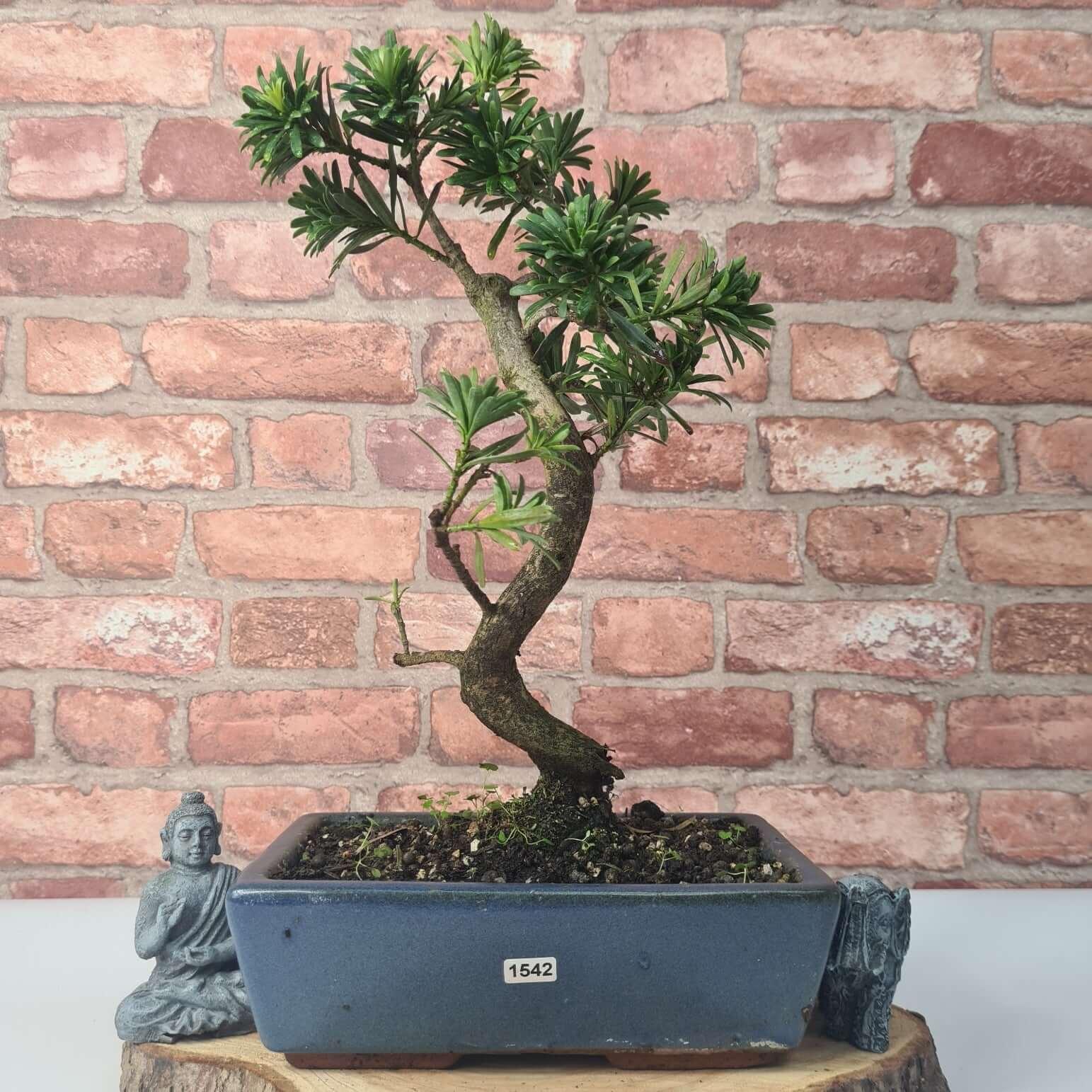 Buddhist Pine (Podocarpus Micro) Bonsai Tree | Shaped | In 30cm Pot
