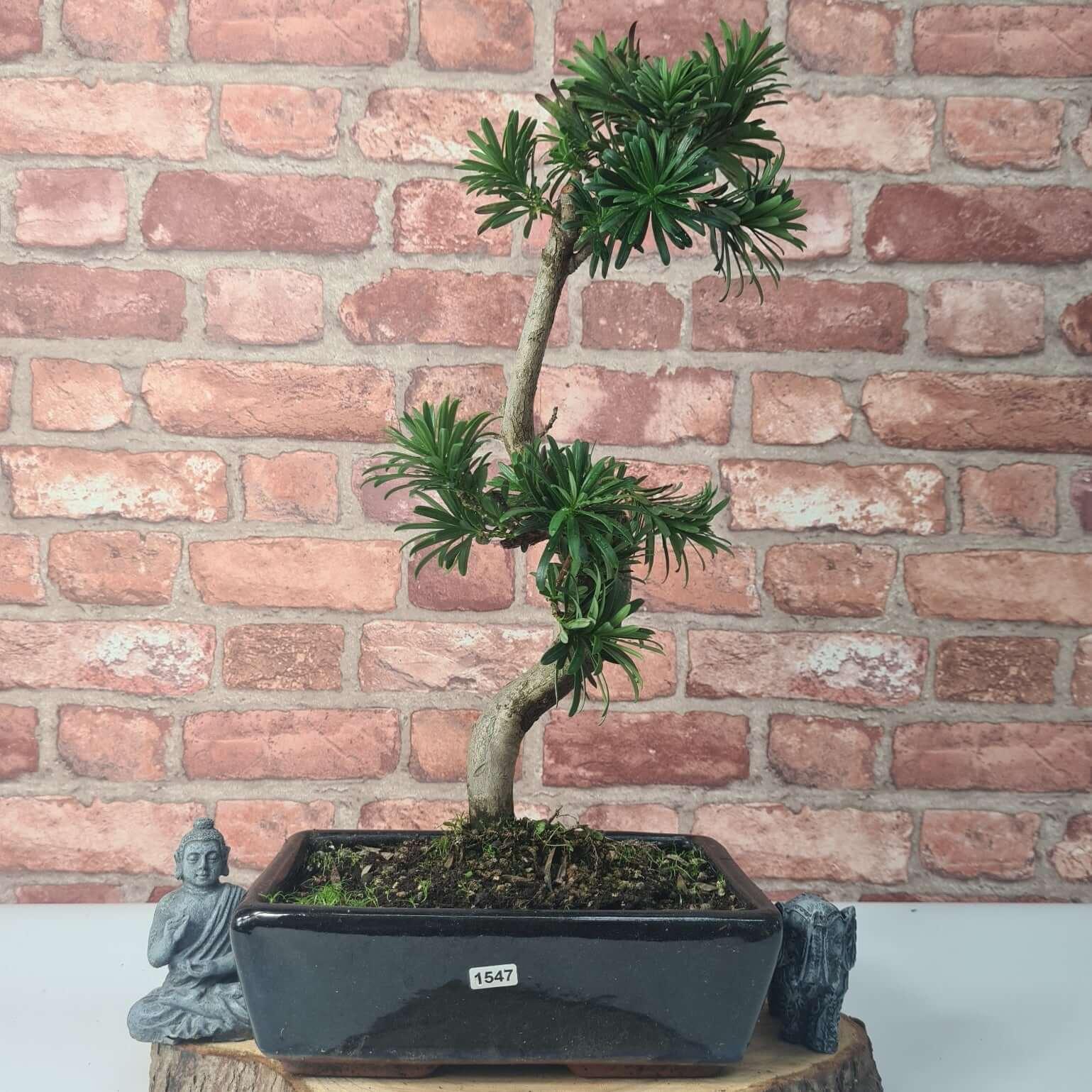 Buddhist Pine (Podocarpus Micro) Bonsai Tree | Shaped | In 30cm Pot