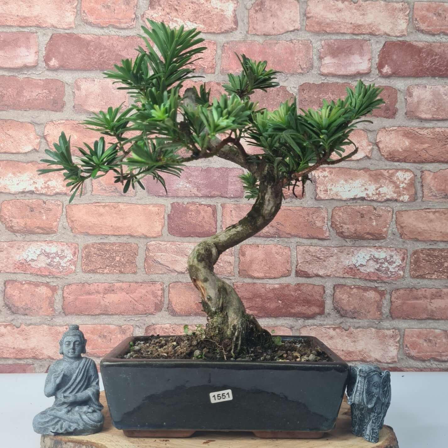 Buddhist Pine (Podocarpus Micro) Bonsai Tree | Shaped | In 30cm Pot