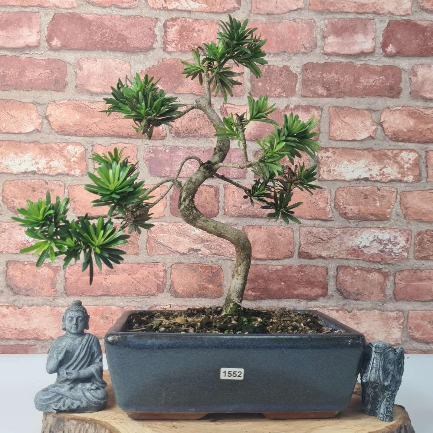 Buddhist Pine (Podocarpus Micro) Bonsai Tree | Shaped | In 30cm Pot