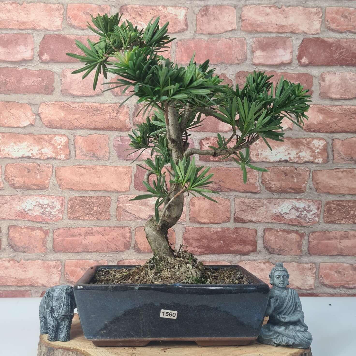 Buddhist Pine (Podocarpus Micro) Bonsai Tree | Shaped | In 30cm Pot