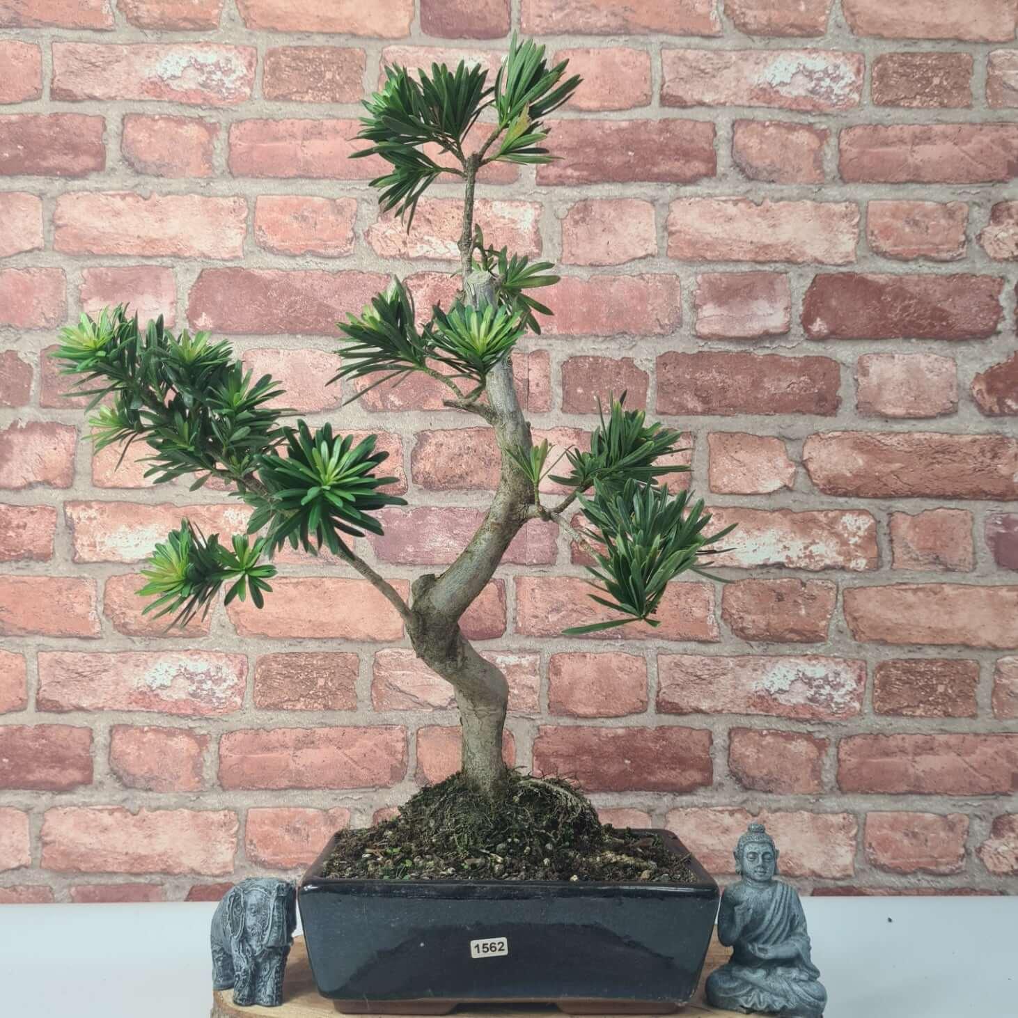 Buddhist Pine (Podocarpus Micro) Bonsai Tree | Shaped | In 30cm Pot