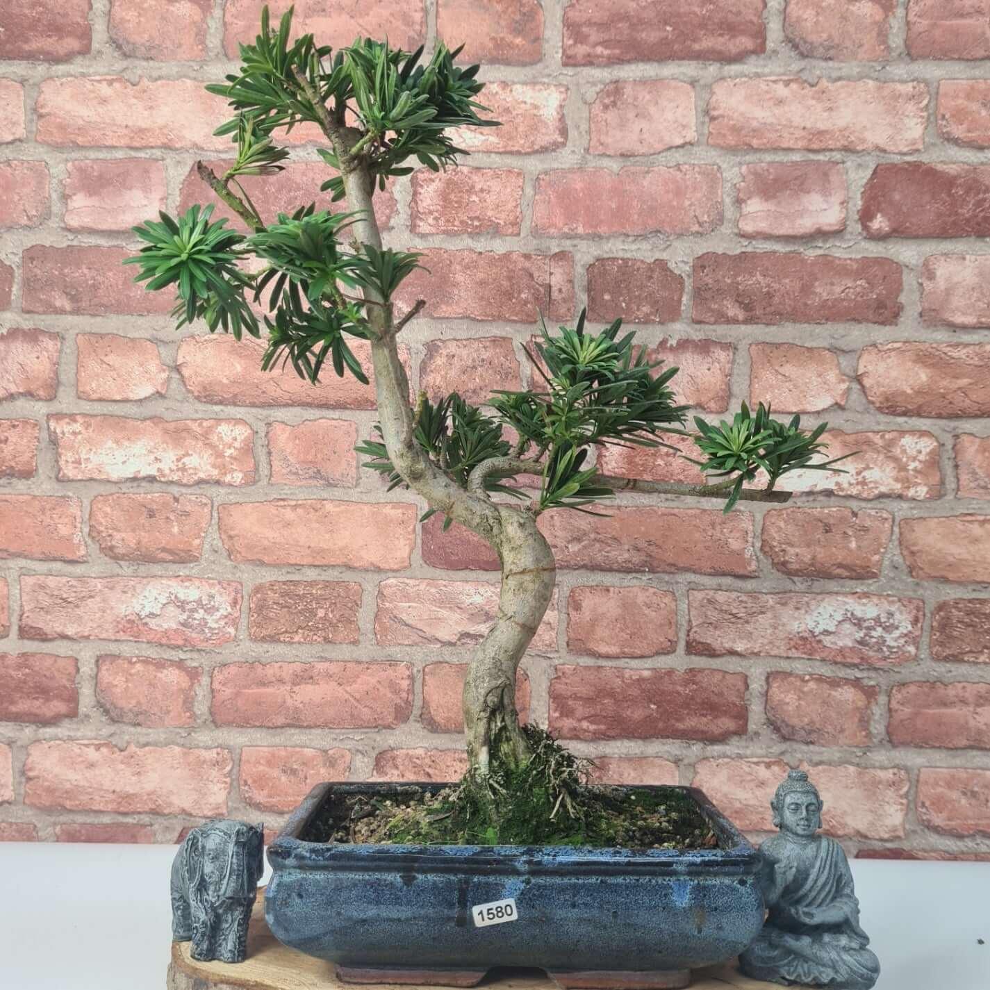 Buddhist Pine (Podocarpus Micro) Bonsai Tree | Shaped | In 30cm Pot