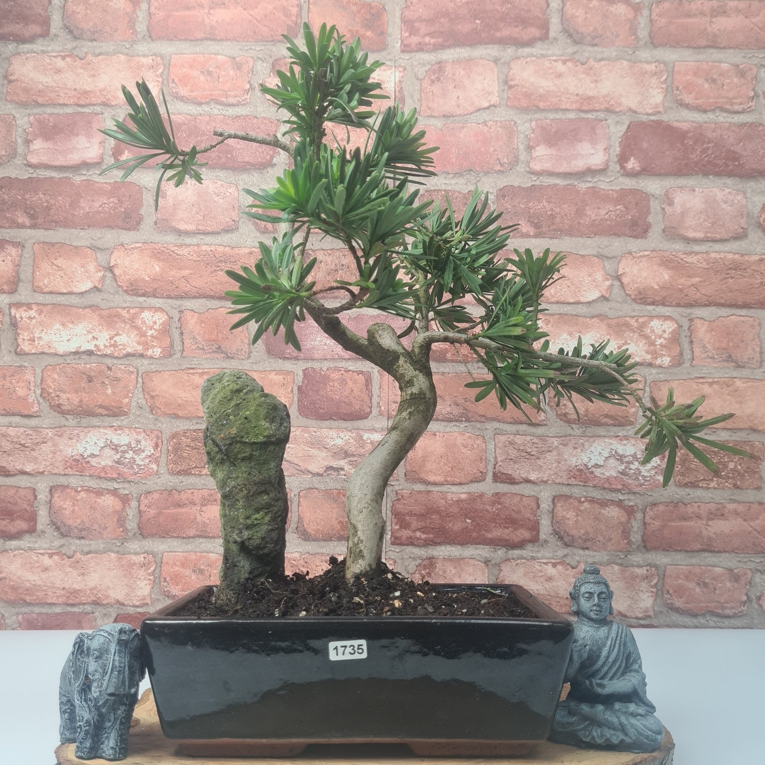 Buddhist Pine (Podocarpus Micro) Bonsai Tree | Shaped | In 30cm Pot