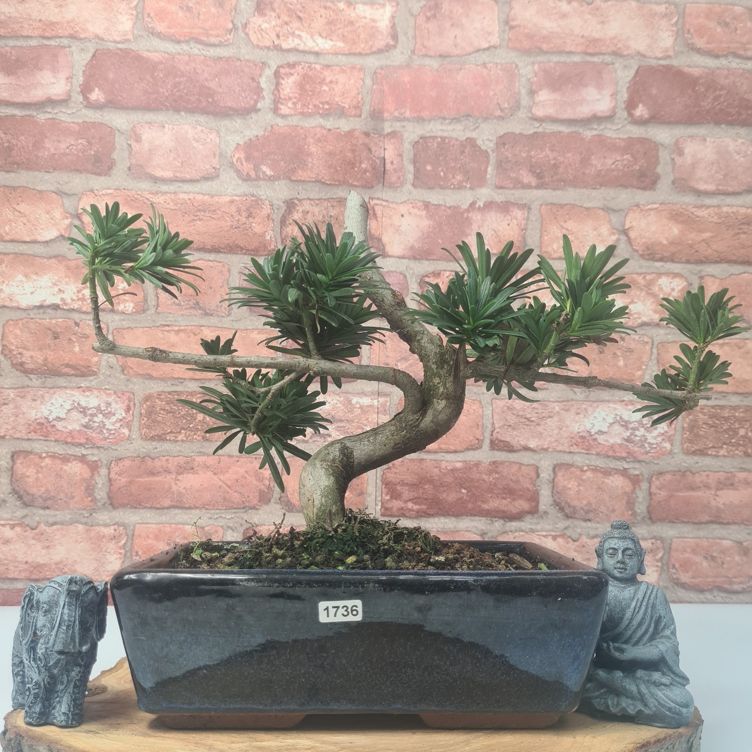 Buddhist Pine (Podocarpus Micro) Bonsai Tree | Shaped | In 30cm Pot