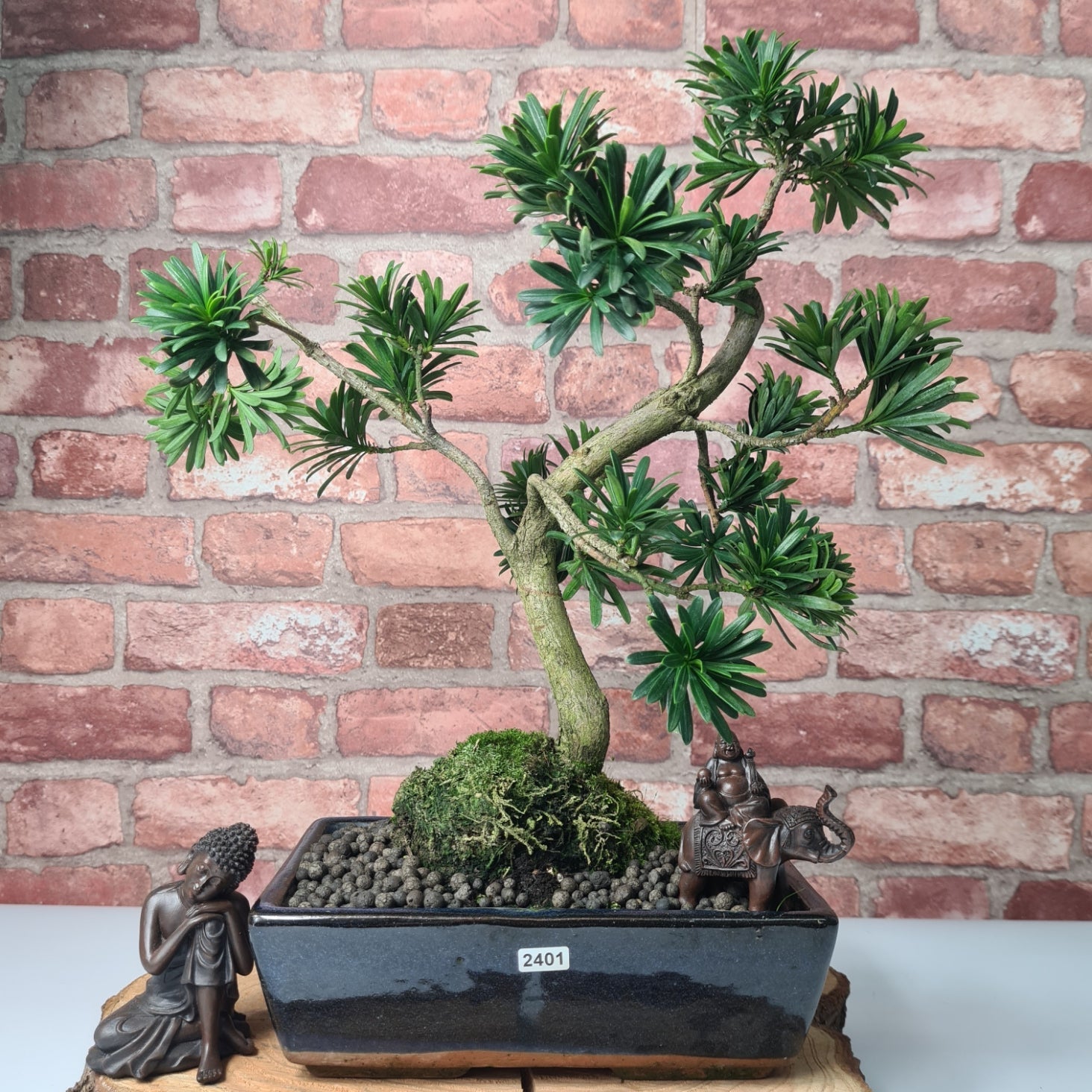 Buddhist Pine (Podocarpus Micro) Bonsai Tree | Shaped | In 30cm Pot
