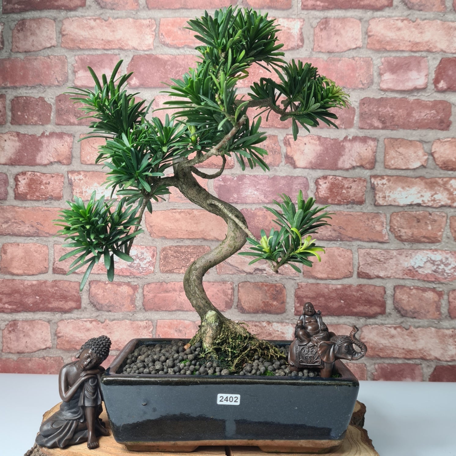 Buddhist Pine (Podocarpus Micro) Bonsai Tree | Shaped | In 30cm Pot