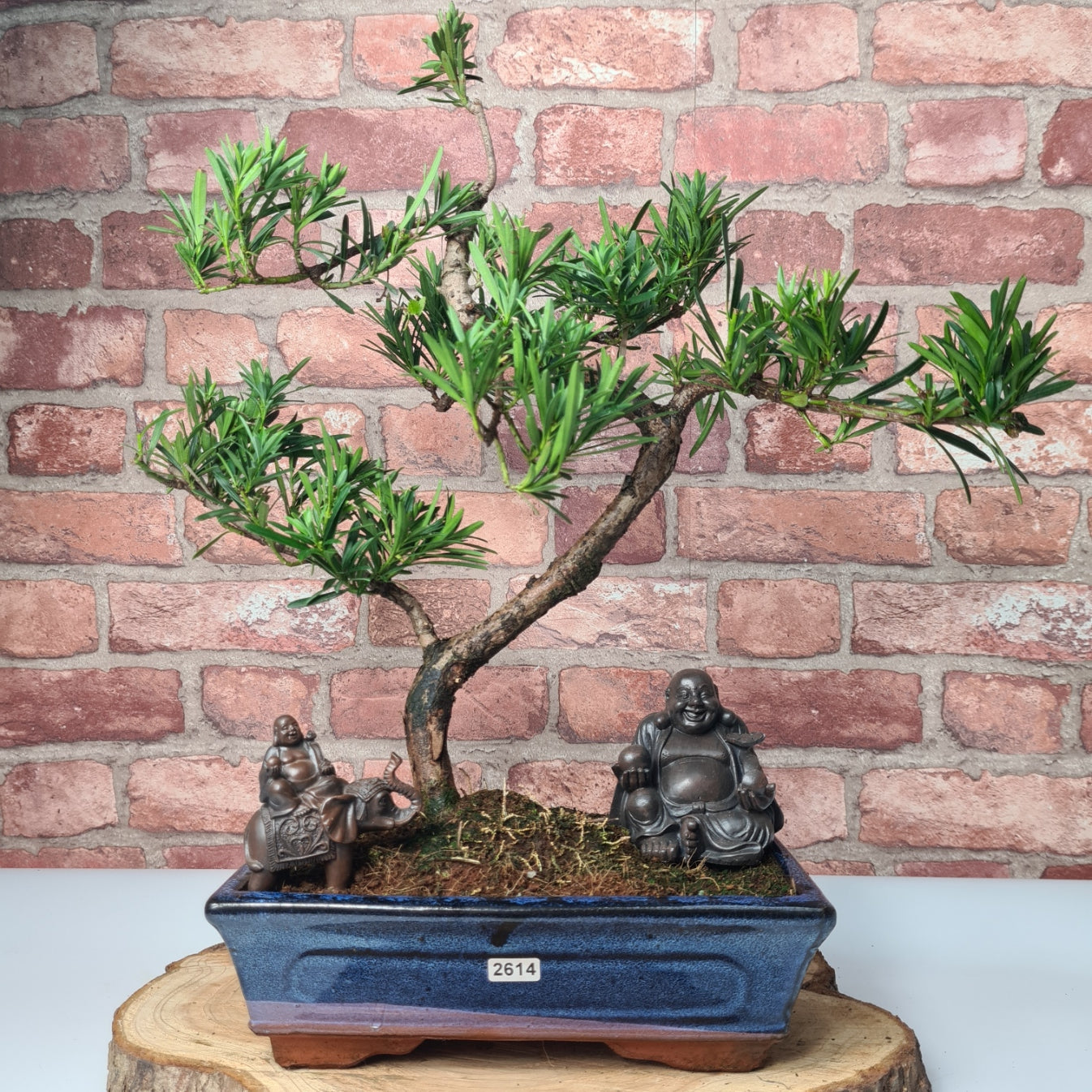 Buddhist Pine (Podocarpus Micro) Bonsai Tree | Shaped | In 30cm Pot