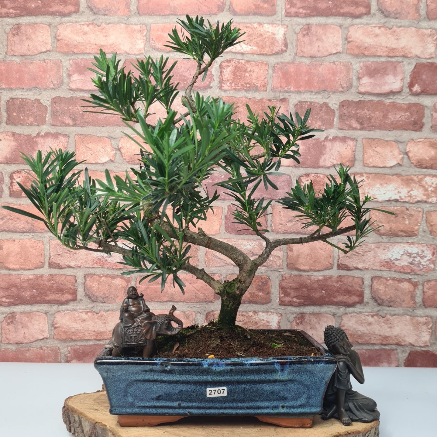 Buddhist Pine (Podocarpus Micro) Bonsai Tree | Shaped | In 30cm Pot