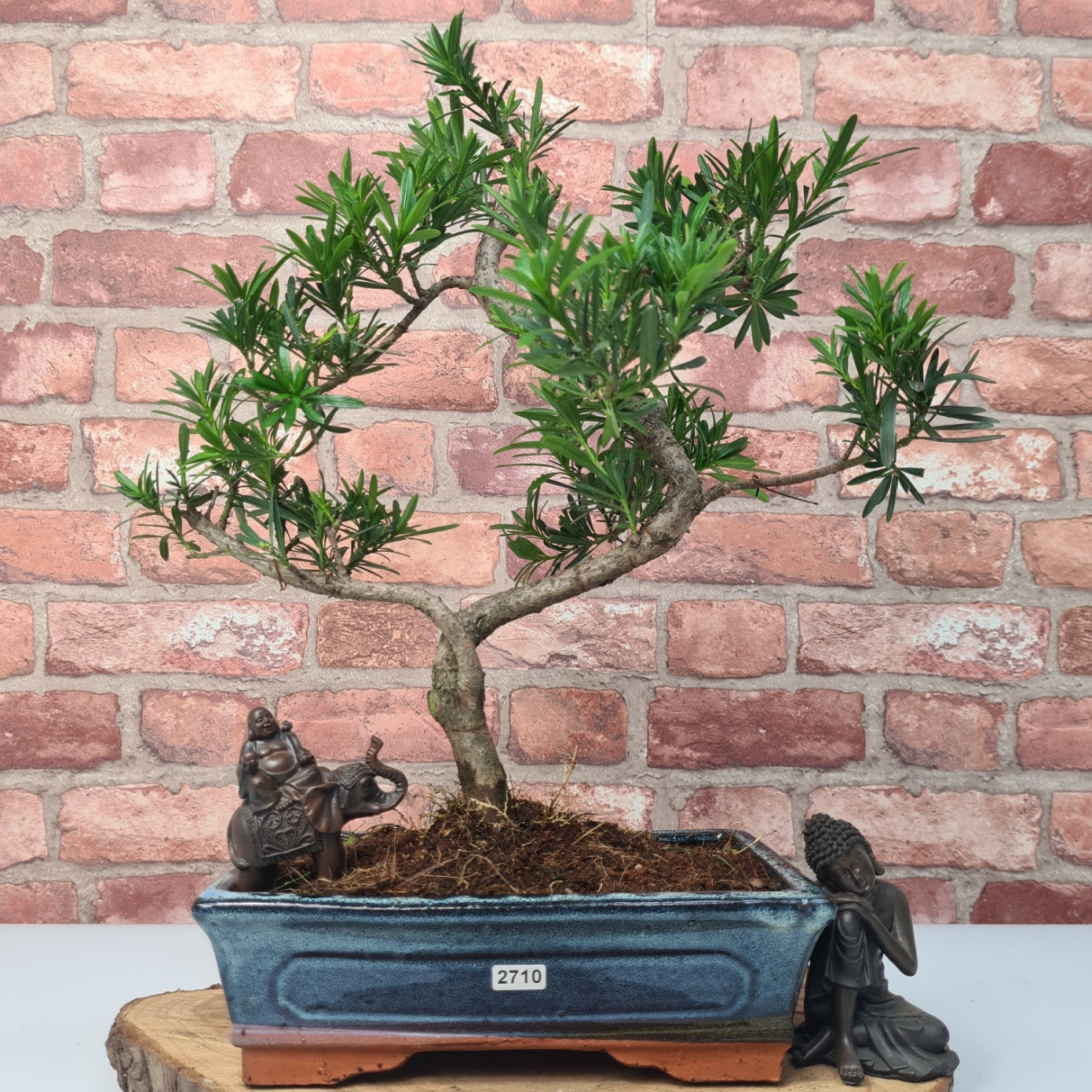 Buddhist Pine (Podocarpus Micro) Bonsai Tree | Shaped | In 30cm Pot