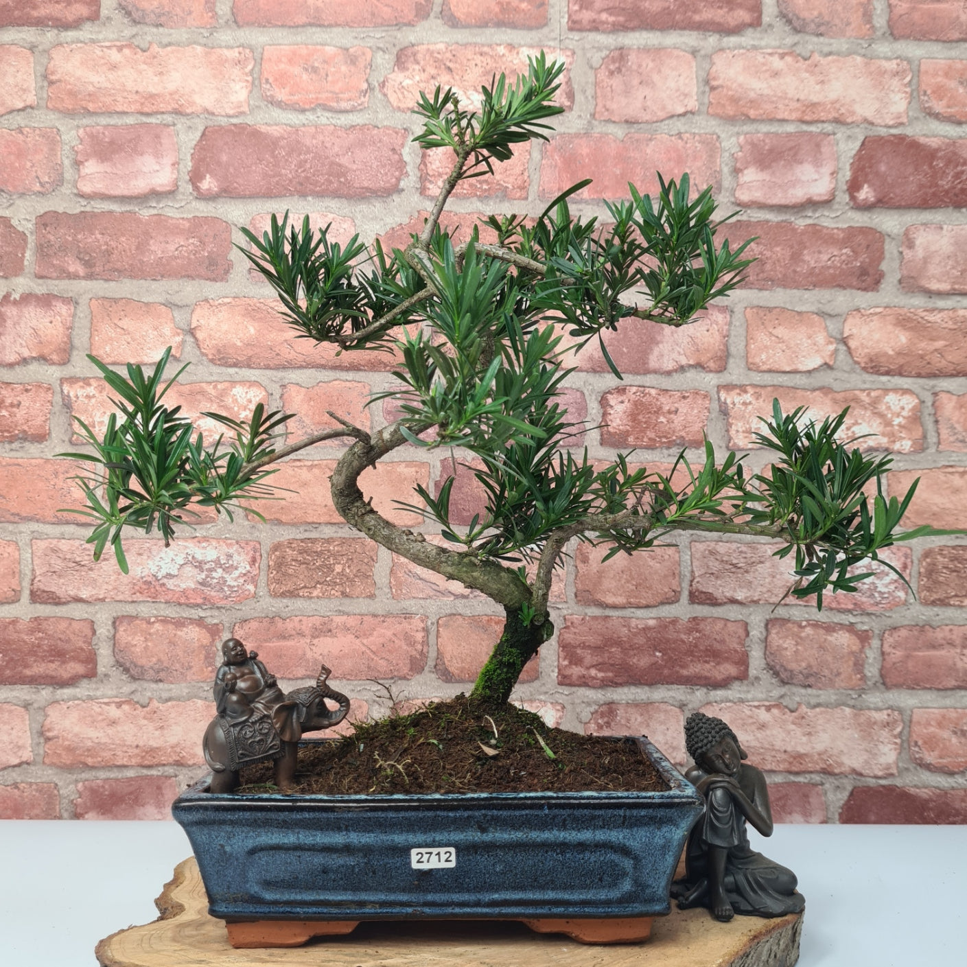 Buddhist Pine (Podocarpus Micro) Bonsai Tree | Shaped | In 30cm Pot