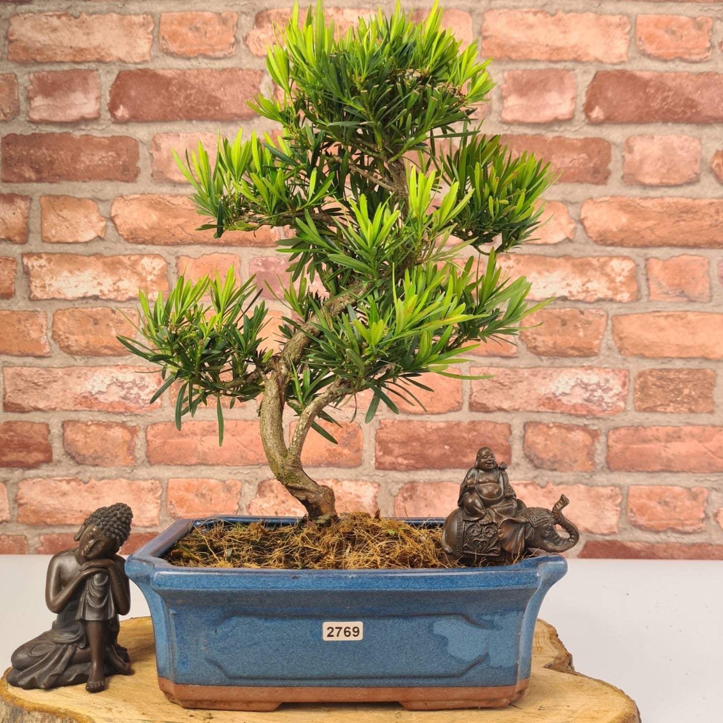 Buddhist Pine (Podocarpus Micro) Bonsai Tree | Shaped | In 30cm Pot