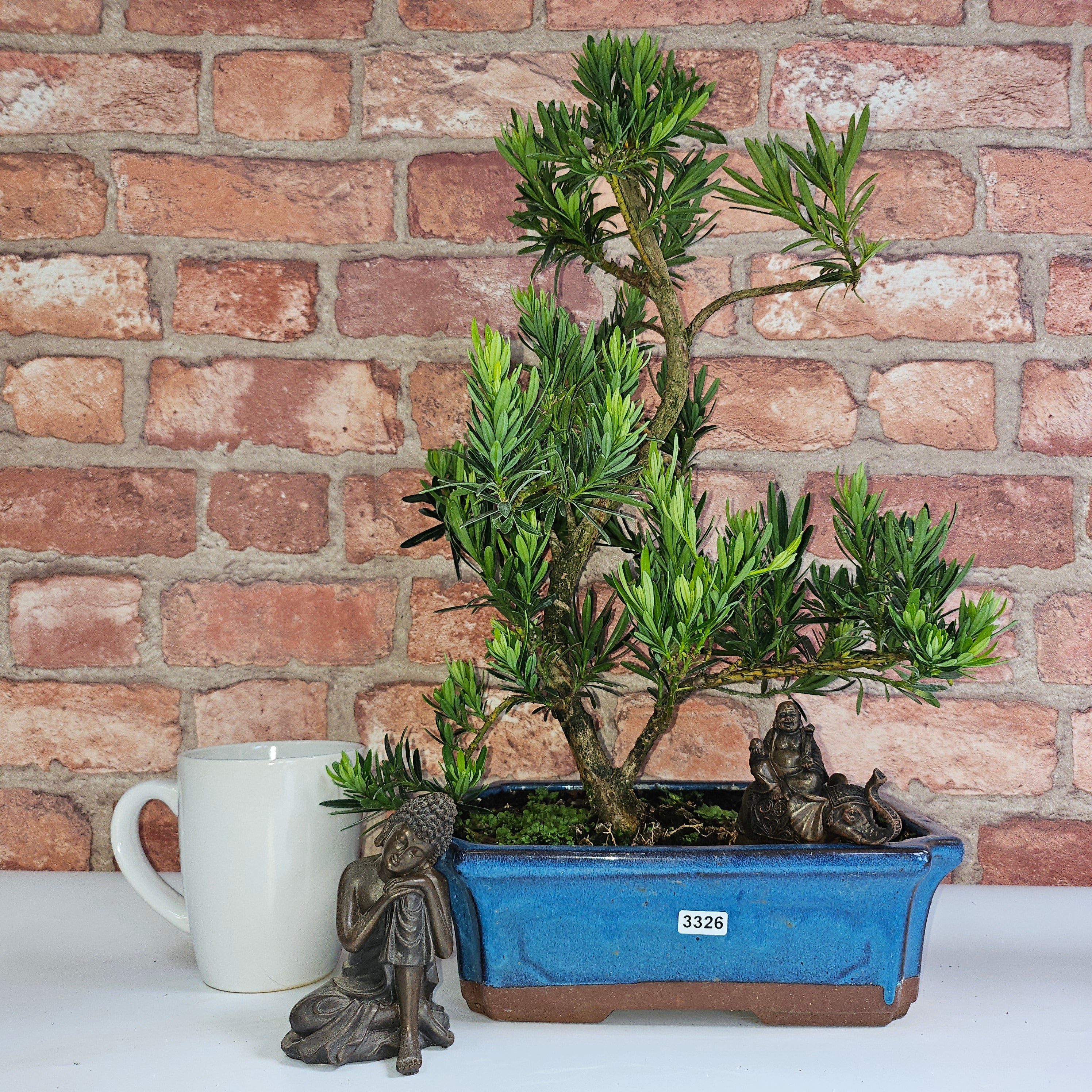 Buddhist Pine (Podocarpus Micro) Bonsai Tree | Shaped | In 30cm Pot
