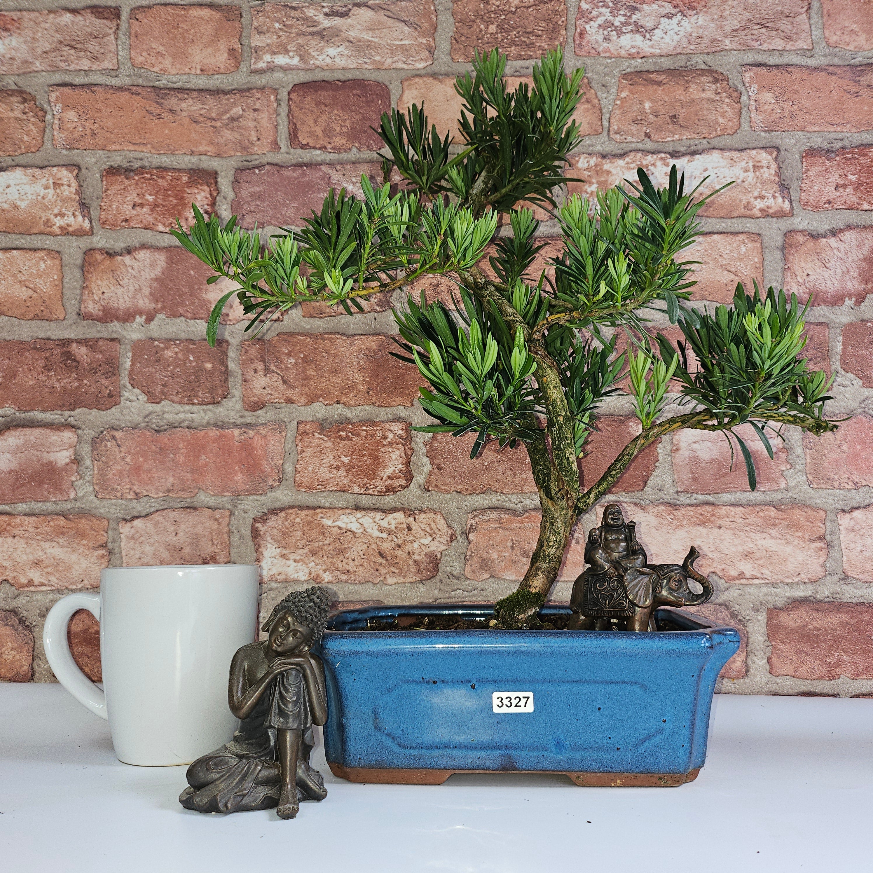 Buddhist Pine (Podocarpus Micro) Bonsai Tree | Shaped | In 30cm Pot