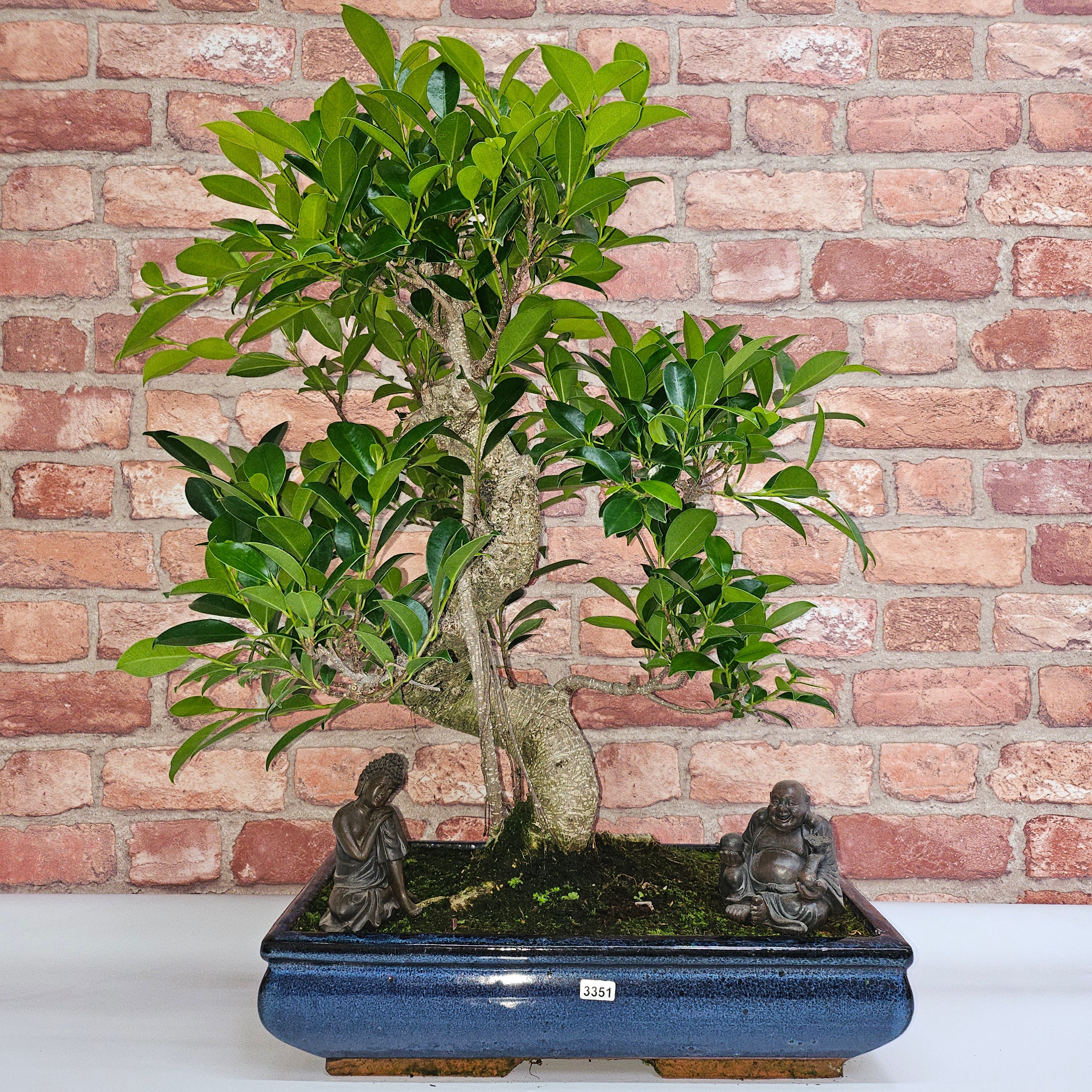 Ficus Microcarpa (Banyan Fig) Large Indoor Bonsai Tree | Shaped | In 40cm Pot