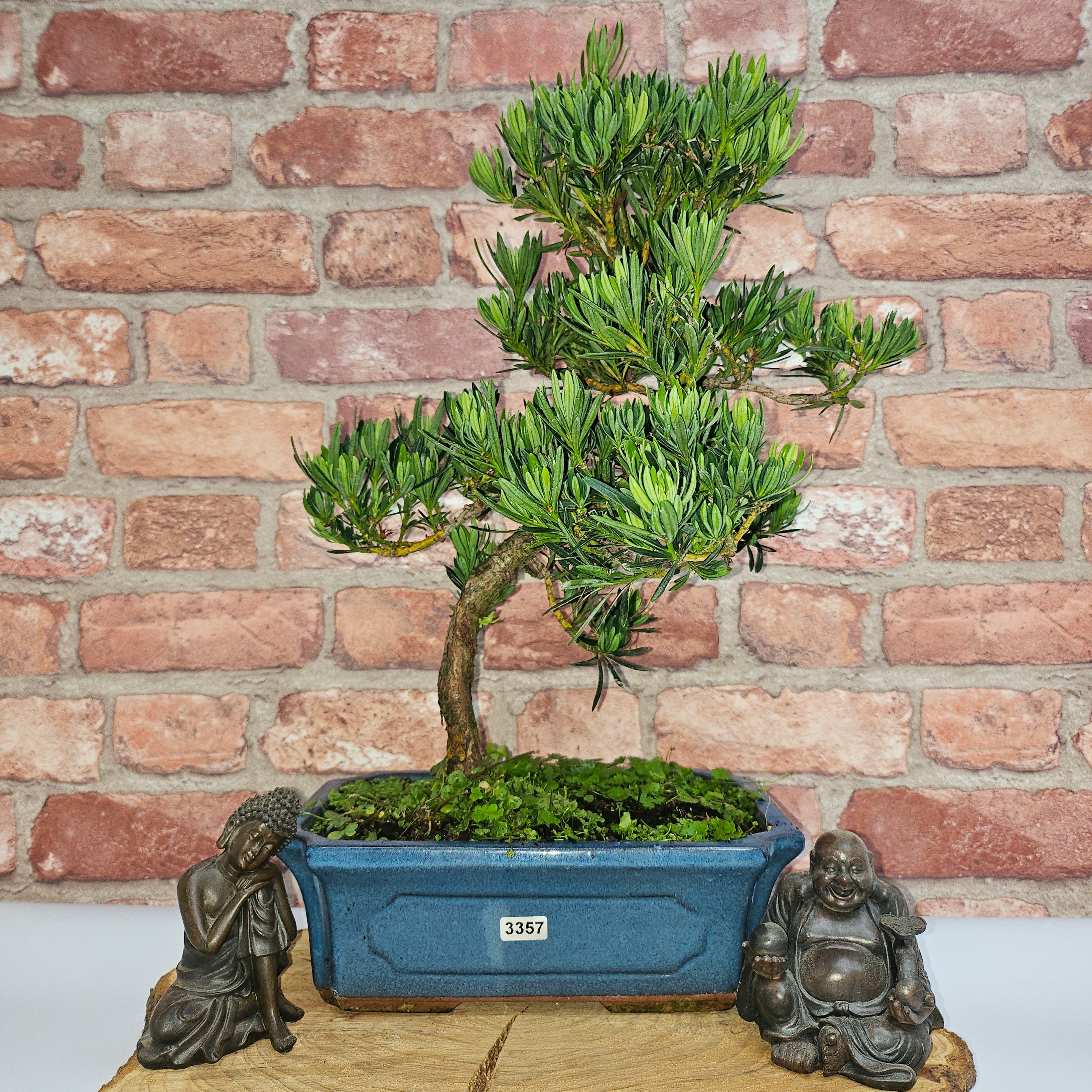 Buddhist Pine (Podocarpus Micro) Bonsai Tree | Shaped | In 30cm Pot