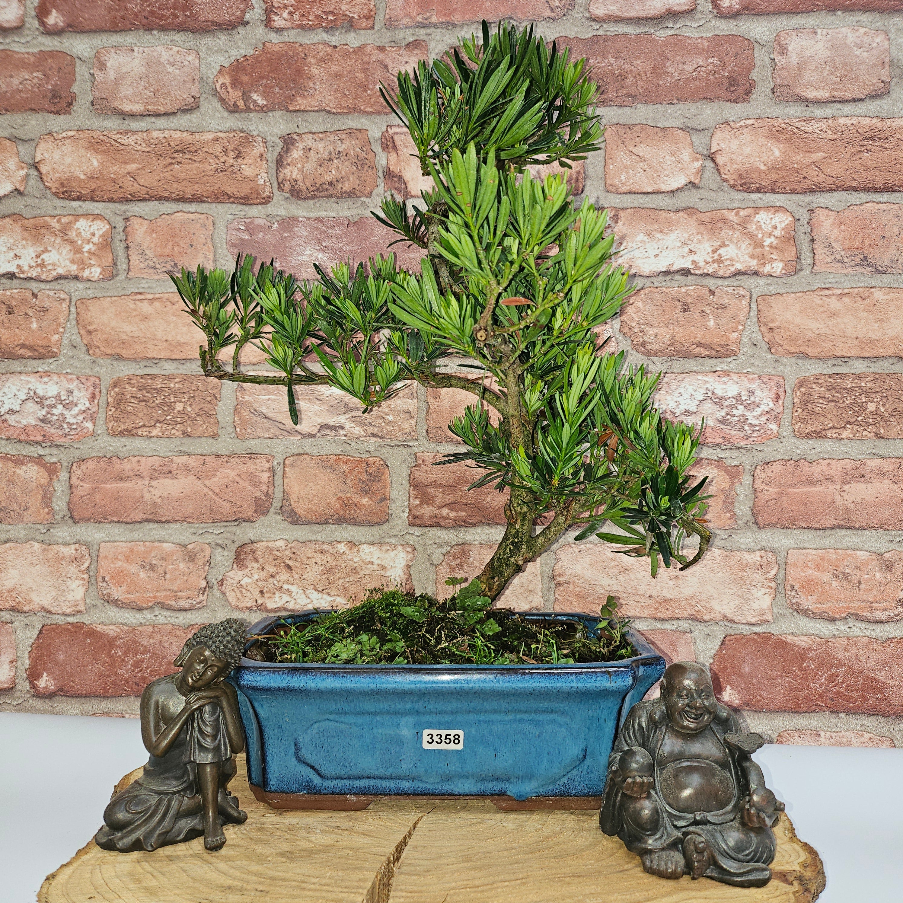 Buddhist Pine (Podocarpus Micro) Bonsai Tree | Shaped | In 30cm Pot