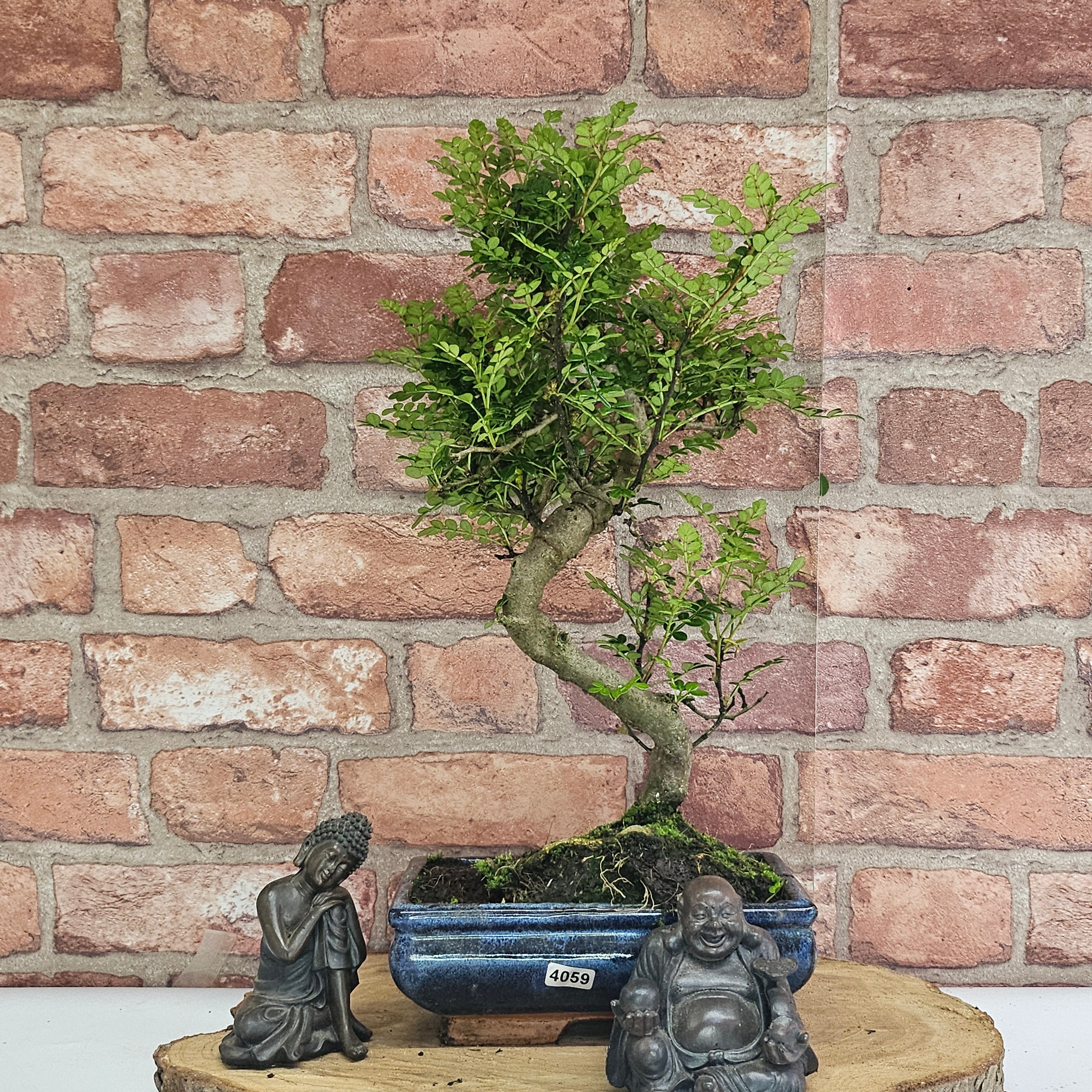 Chinese Pepper (Zanthoxylum Pipertum) Bonsai Tree | Shaped | In 20cm Pot