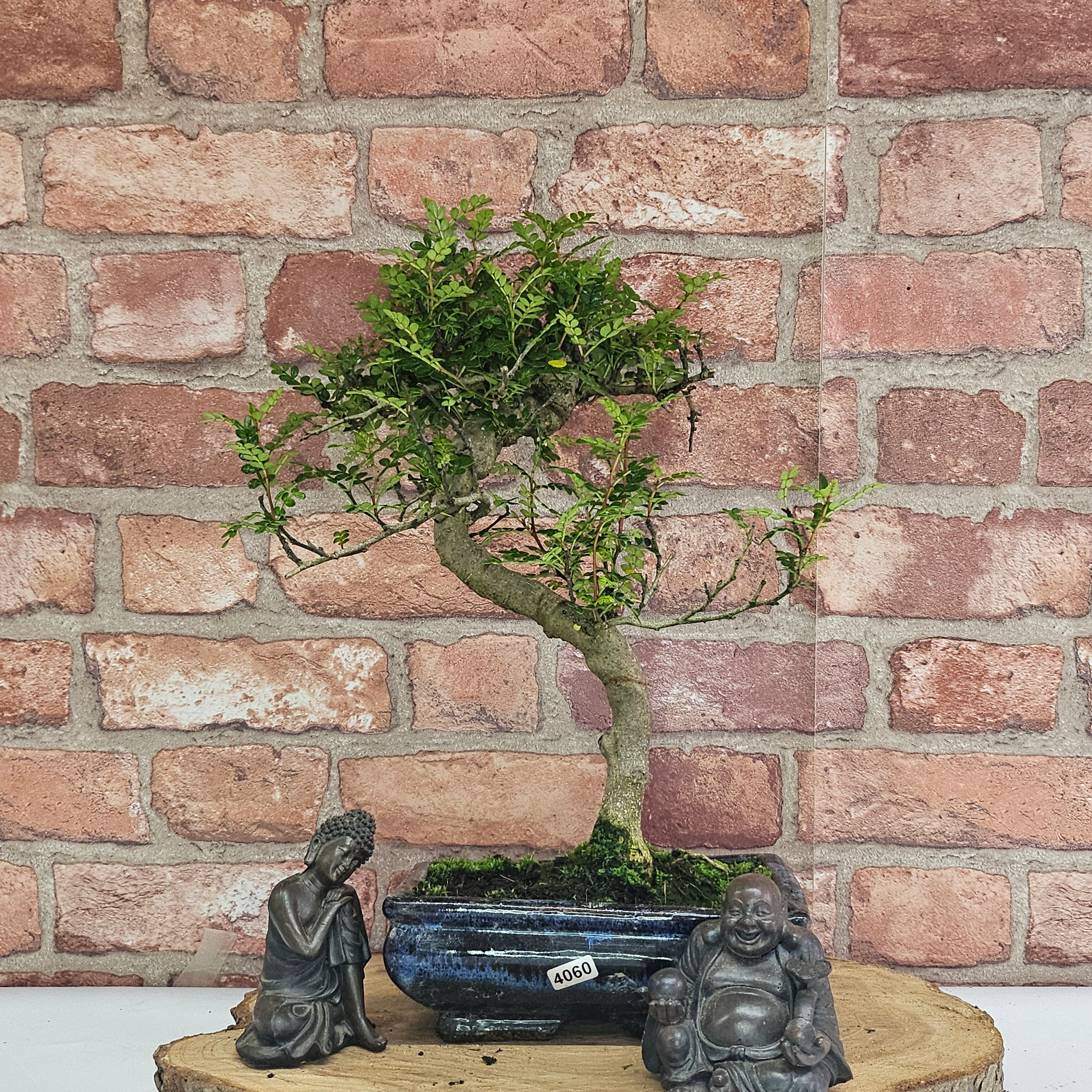 Chinese Pepper (Zanthoxylum Pipertum) Bonsai Tree | Shaped | In 20cm Pot