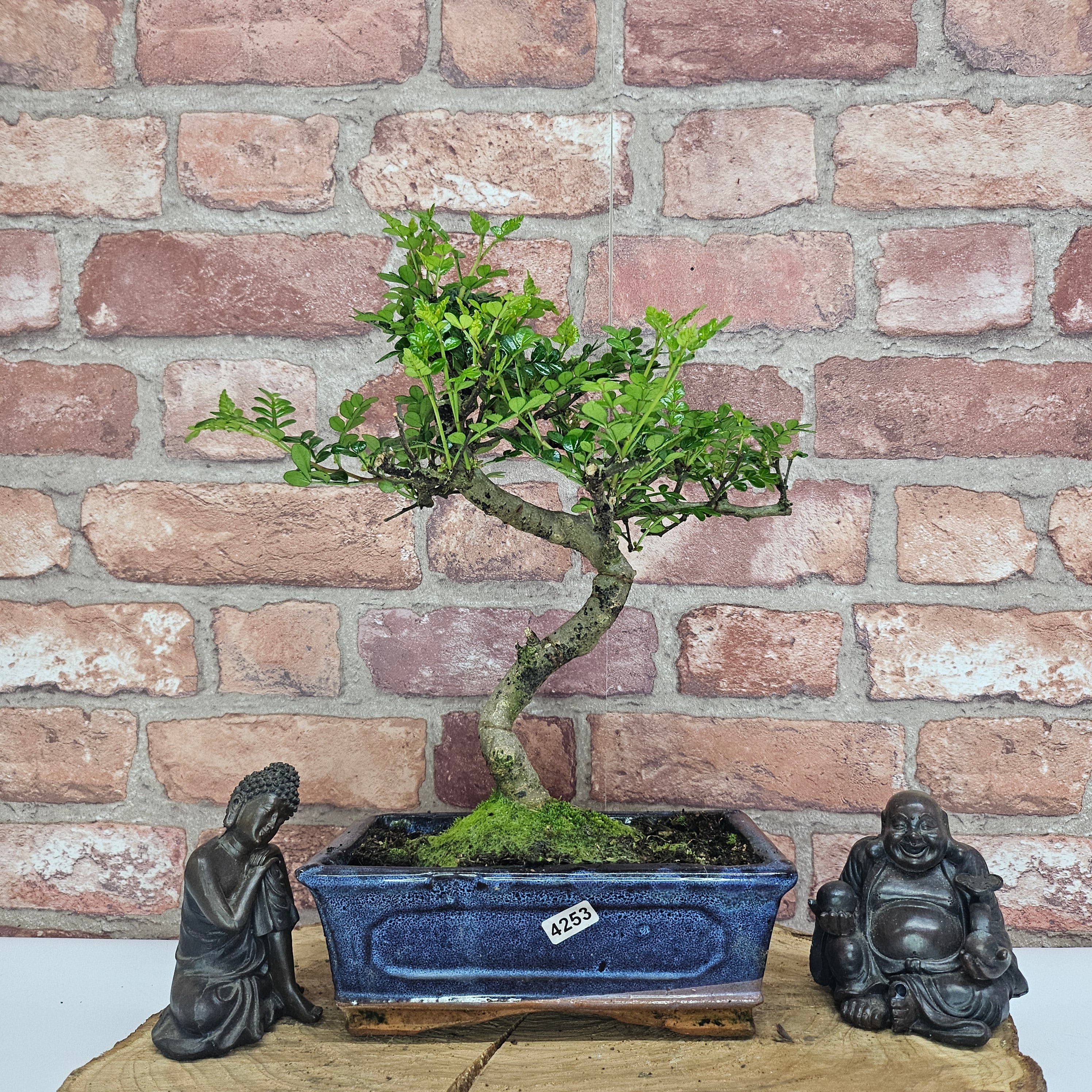 Chinese Pepper (Zanthoxylum Pipertum) Bonsai Tree | Shaped | In 20cm Pot