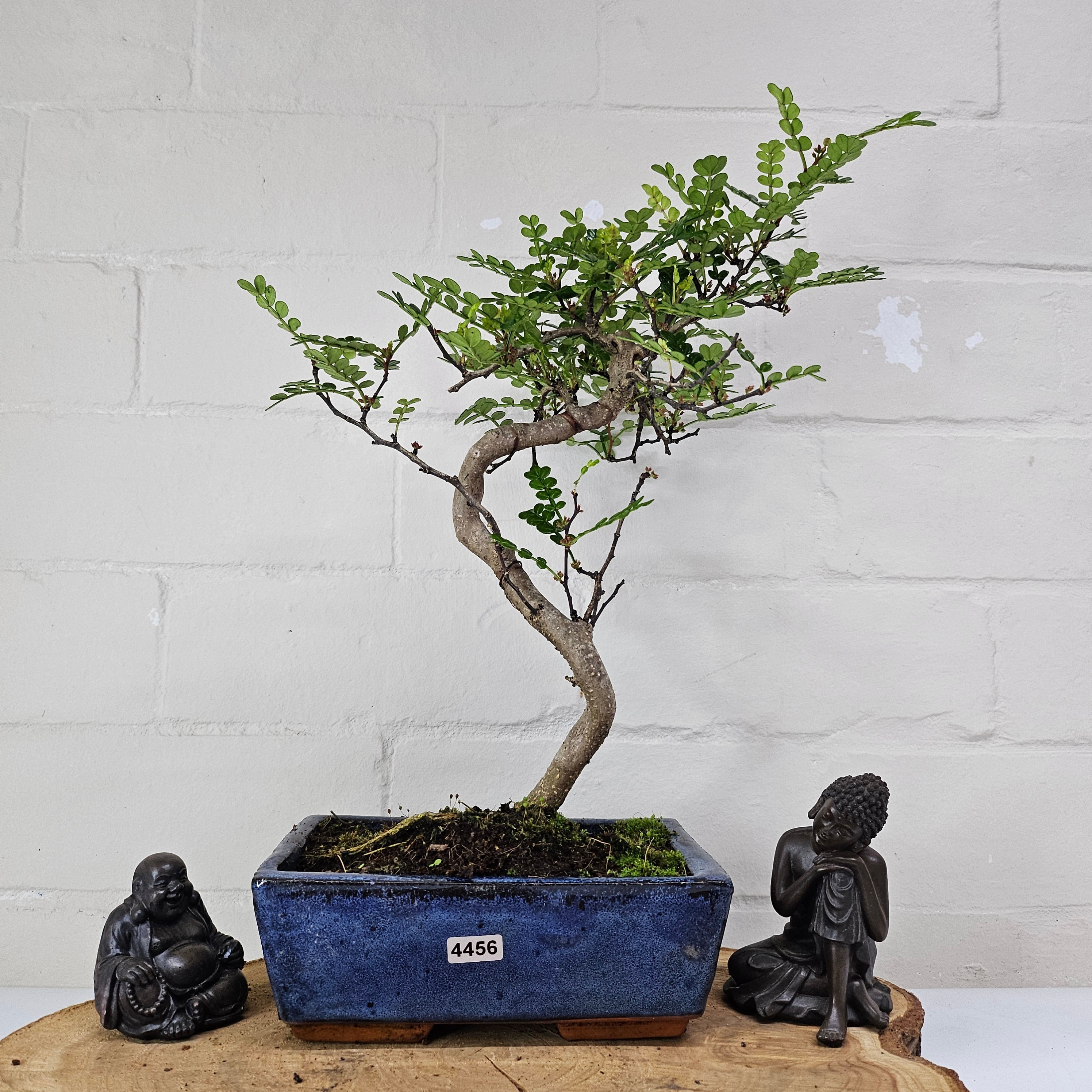 Chinese Pepper (Zanthoxylum Pipertum) Bonsai Tree | Shaped | In 20cm Pot
