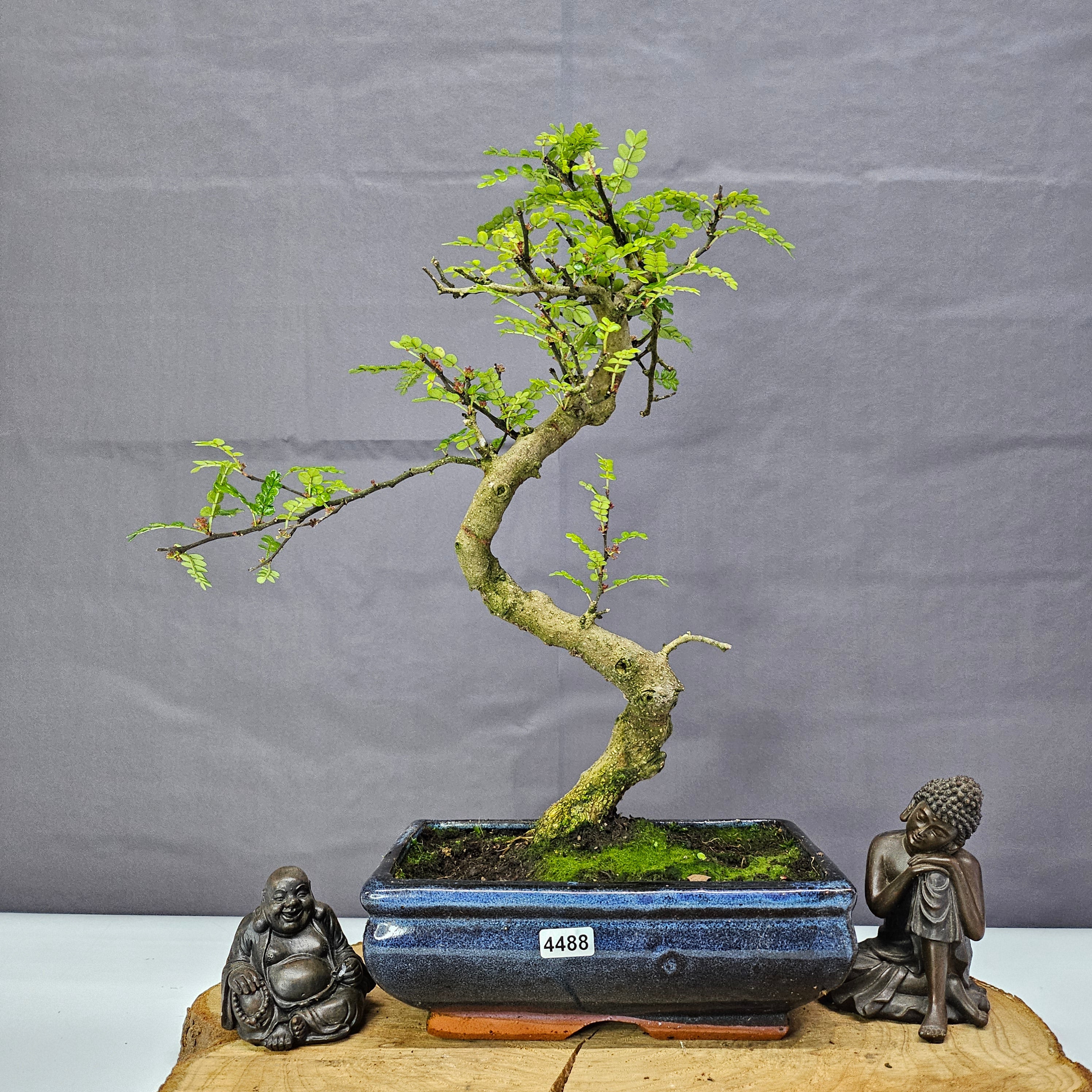 Chinese Pepper (Zanthoxylum Pipertum) Bonsai Tree | Shaped | In 20cm Pot