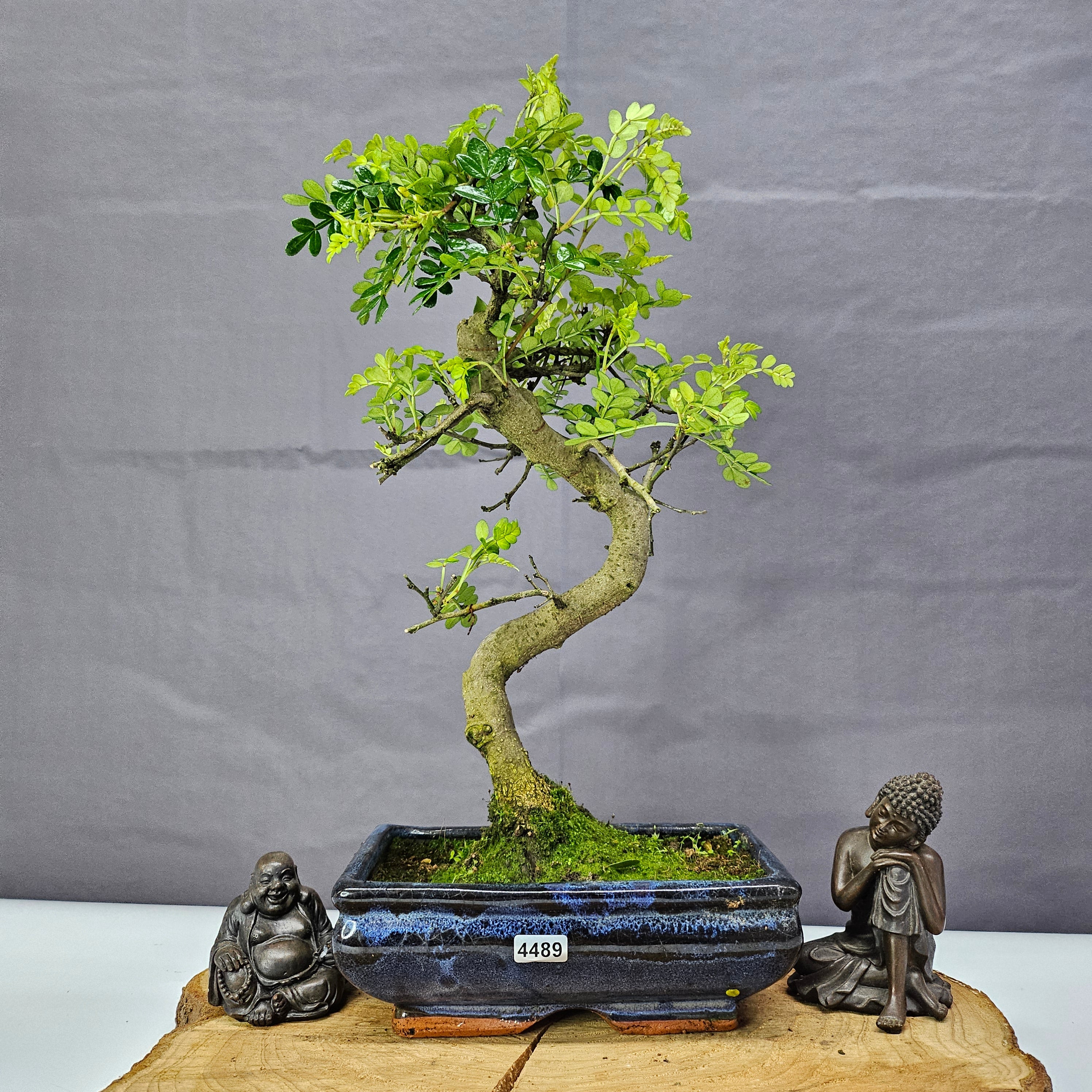 Chinese Pepper (Zanthoxylum Pipertum) Bonsai Tree | Shaped | In 20cm Pot