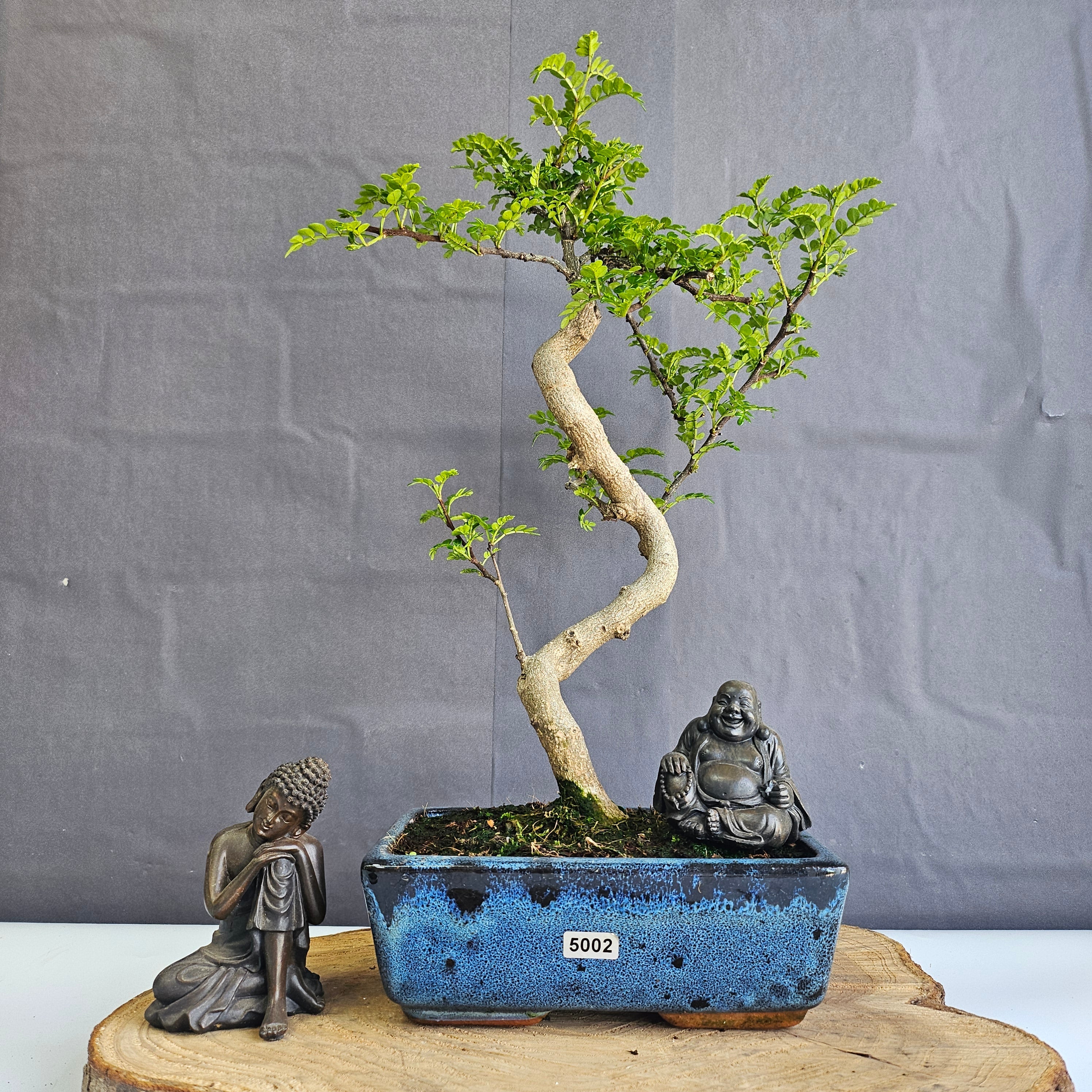 Chinese Pepper (Zanthoxylum Pipertum) Bonsai Tree | Shaped | In 20cm Pot